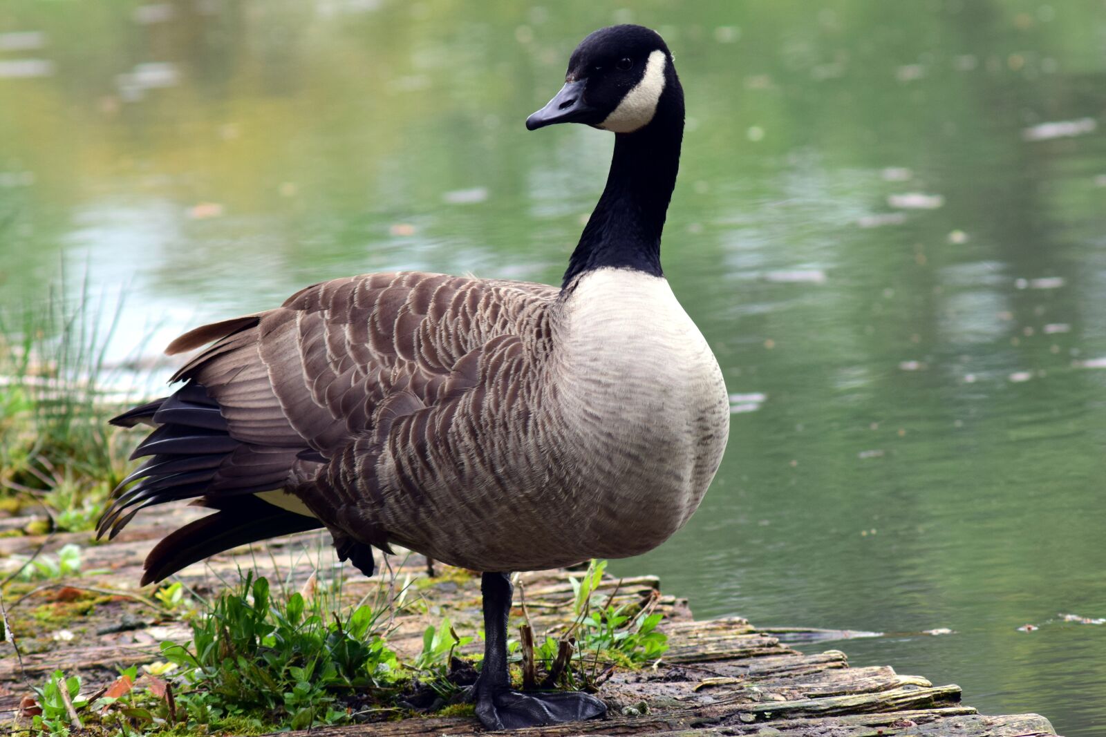 Nikon D3300 sample photo. Goose, wild goose, web photography