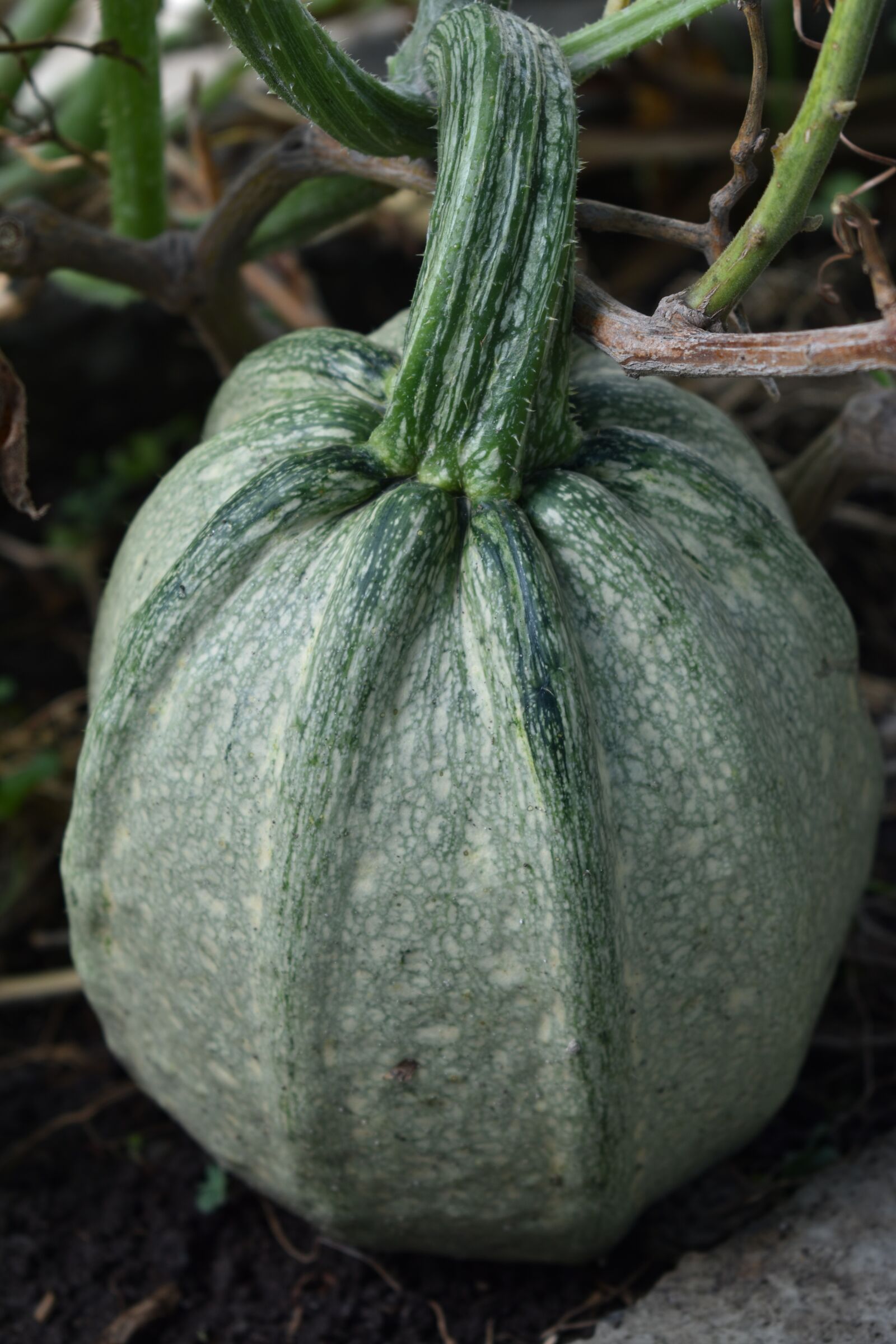 Nikon D3500 sample photo. Pumpkin, harvest, vegetables photography