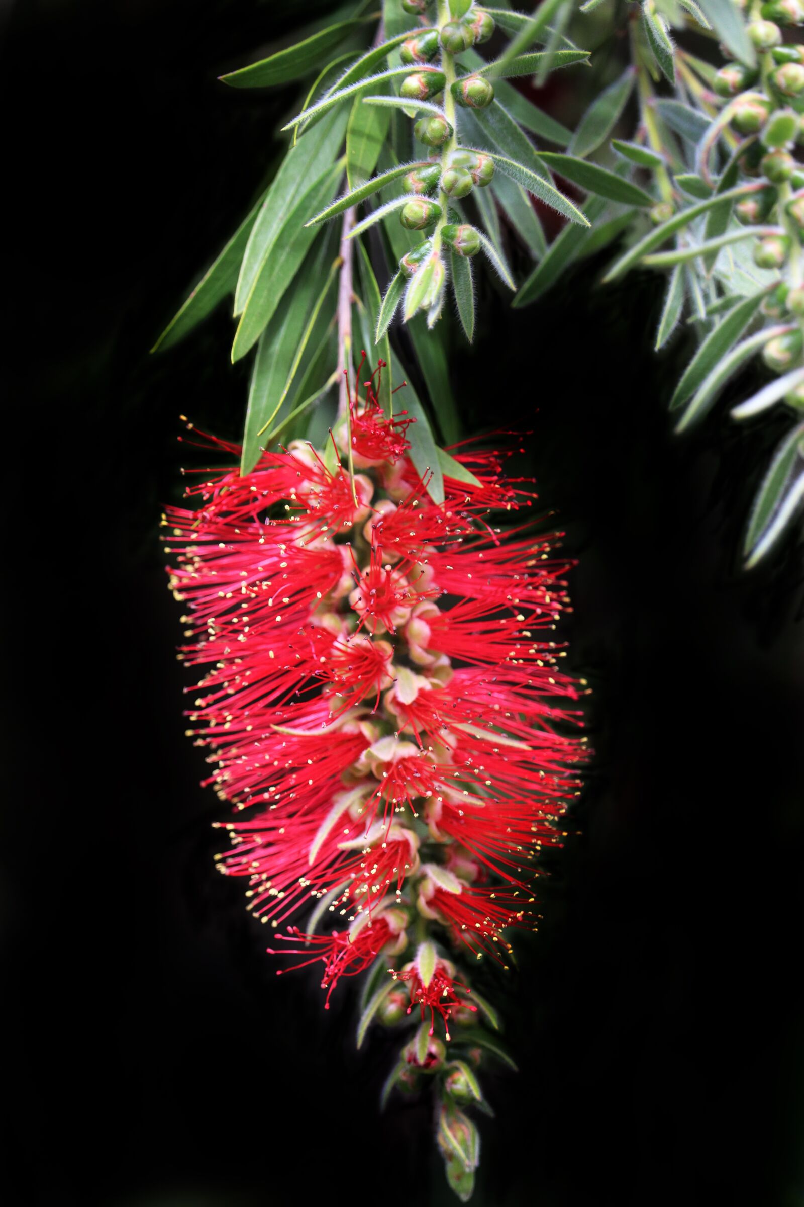 Canon EOS 800D (EOS Rebel T7i / EOS Kiss X9i) sample photo. Flower, bottle brush, australian photography