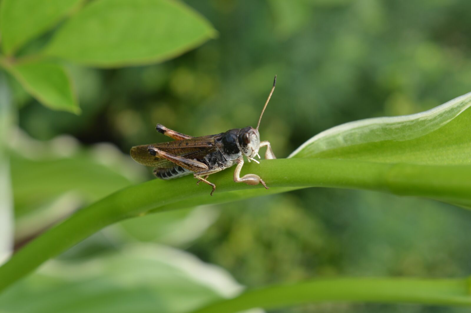 Nikon D3200 sample photo. Grass, grasshopper, summer photography