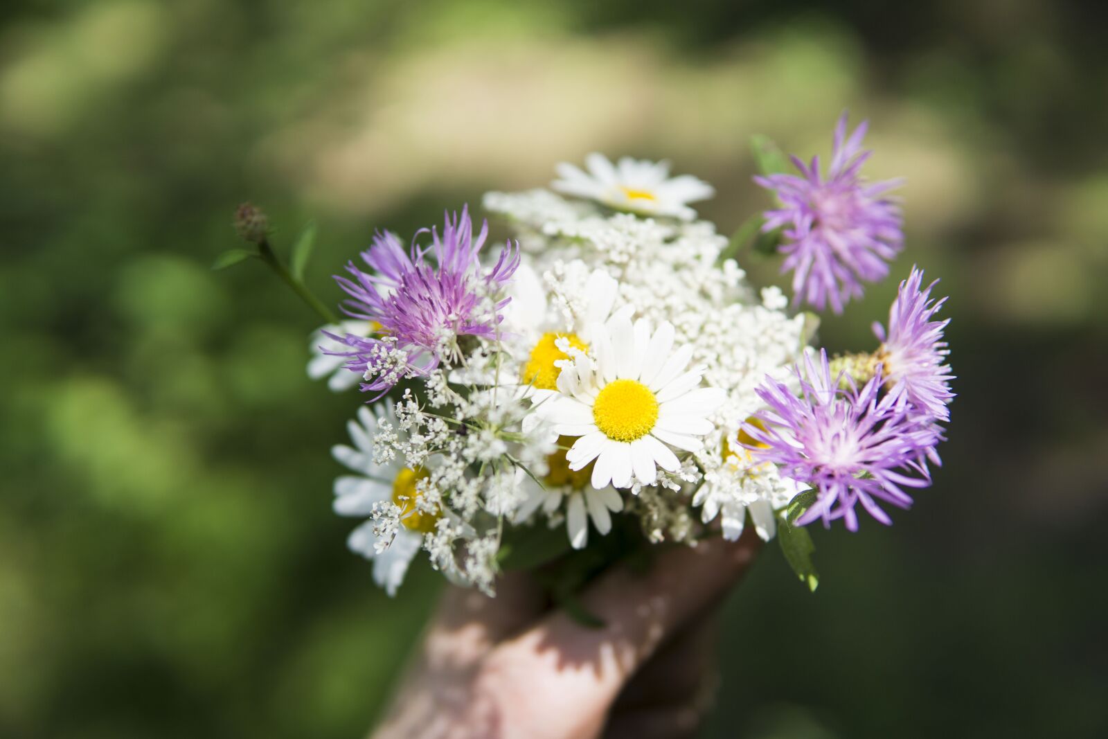 Sony a6000 sample photo. Flowers, wild flowers, springtime photography