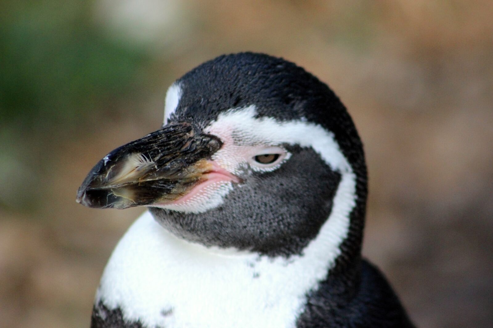Canon EOS 600D (Rebel EOS T3i / EOS Kiss X5) sample photo. Penguin, bird, fauna photography