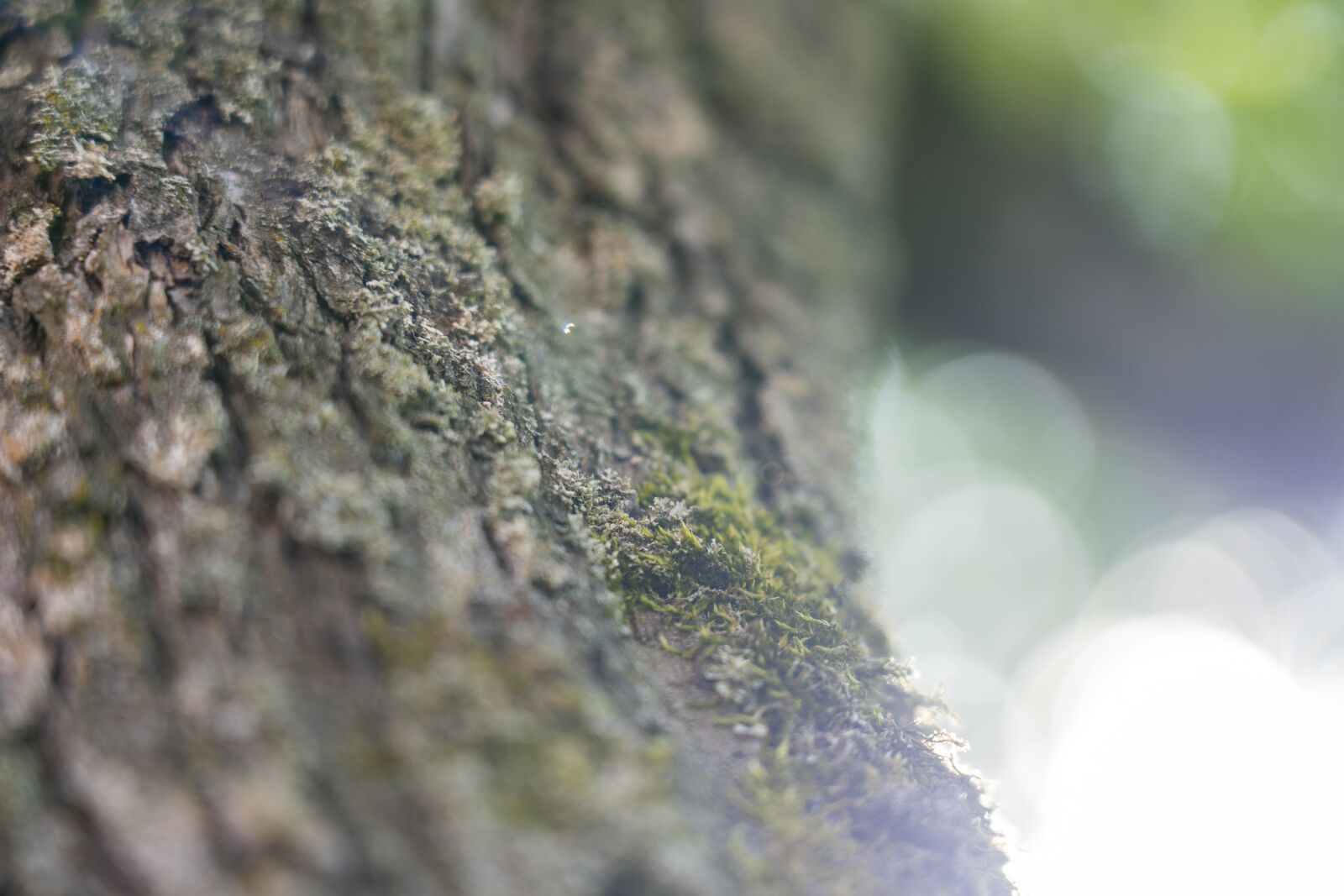 Sony FE 24-105mm F4 G OSS sample photo. Bark, tree, pear photography