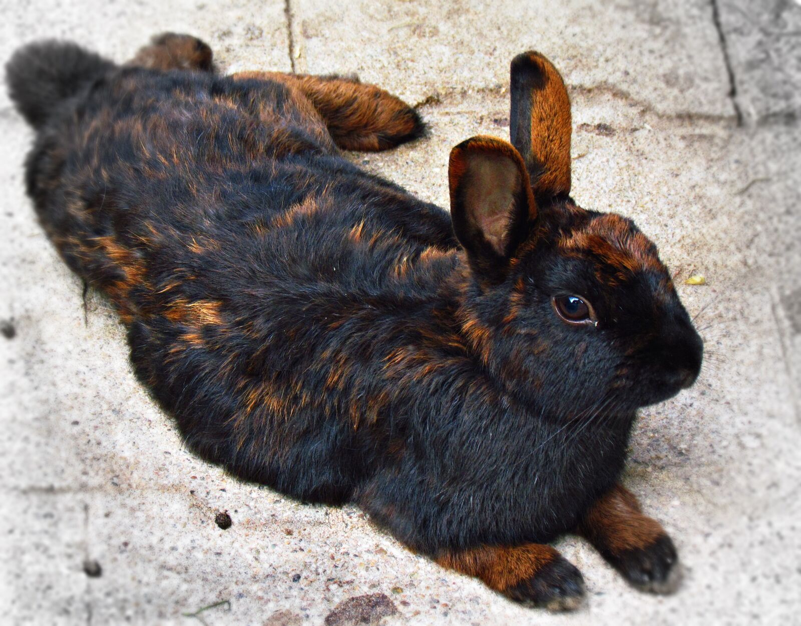 Canon PowerShot SX30 IS sample photo. Rabbit, hare, animal photography