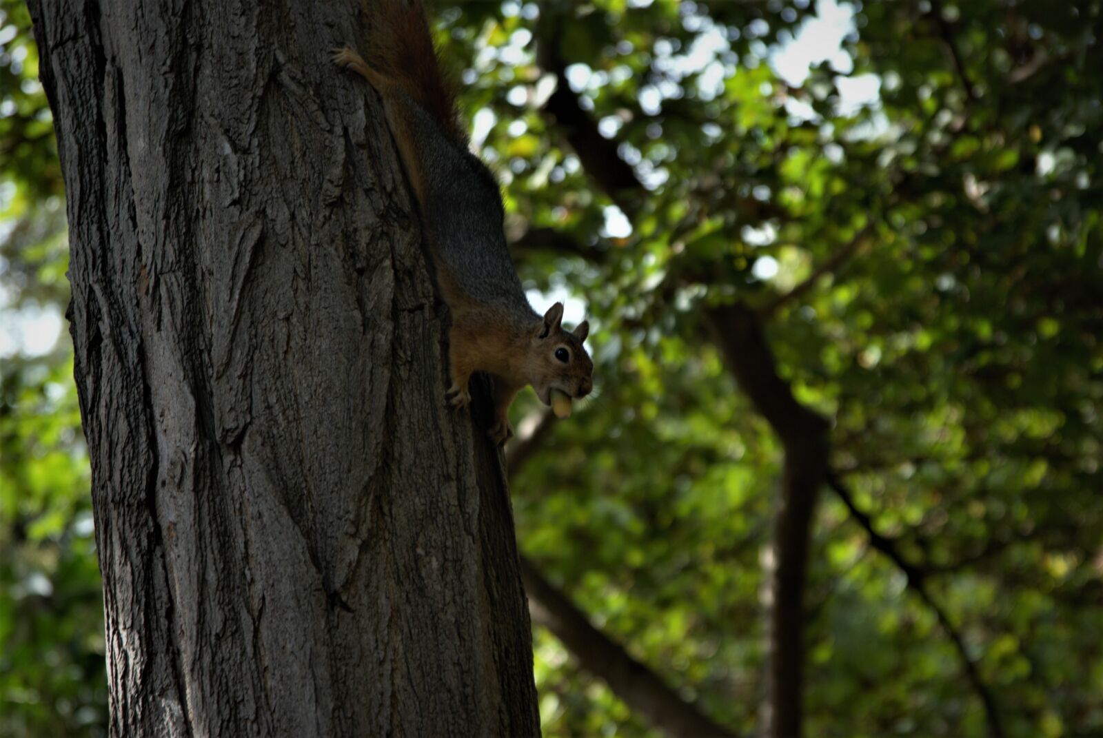 Nikon D80 sample photo. Green, beautiful, forest photography
