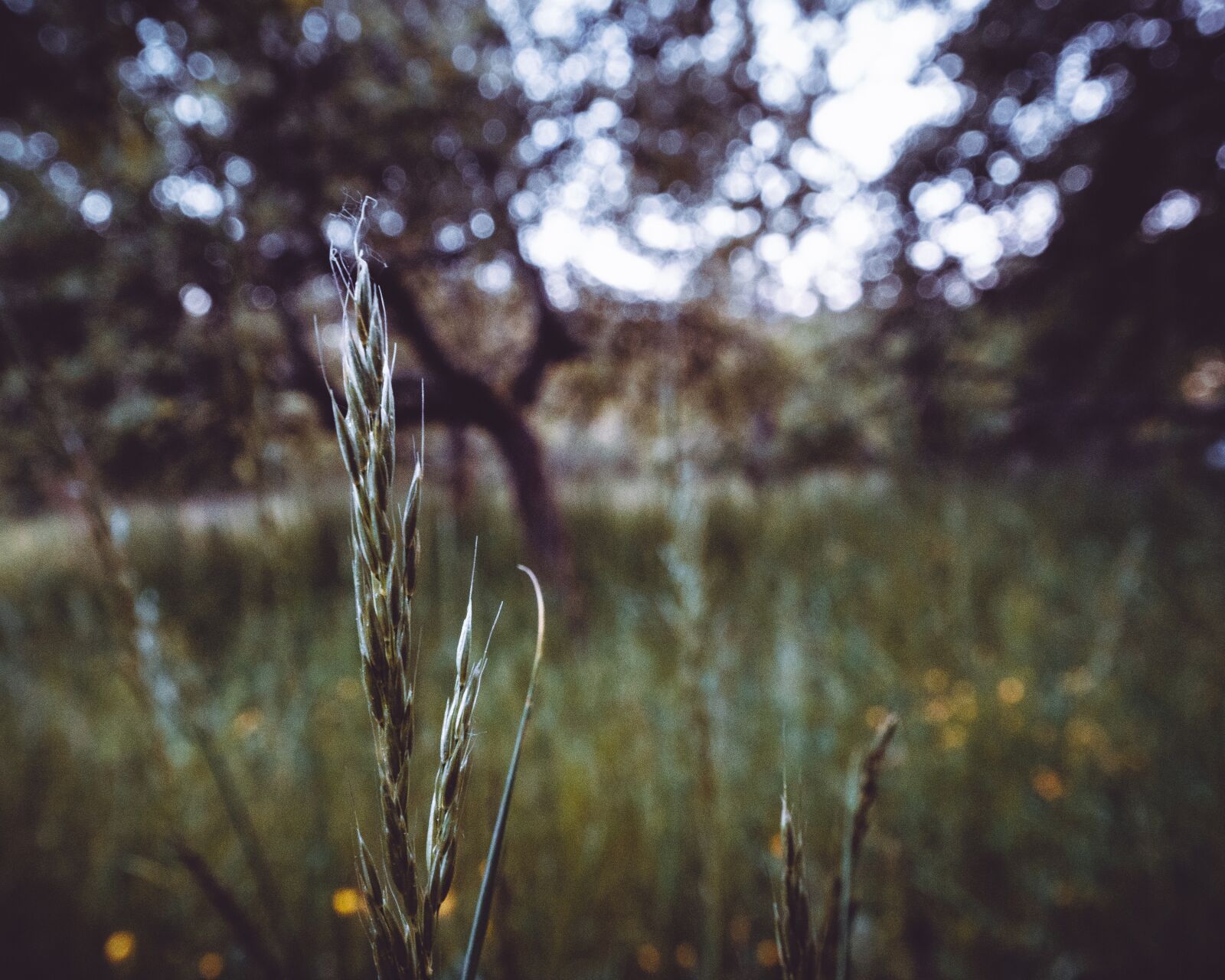 Sony a7 III + Tamron 17-28mm F2.8 Di III RXD sample photo. Grass, nature, plant photography