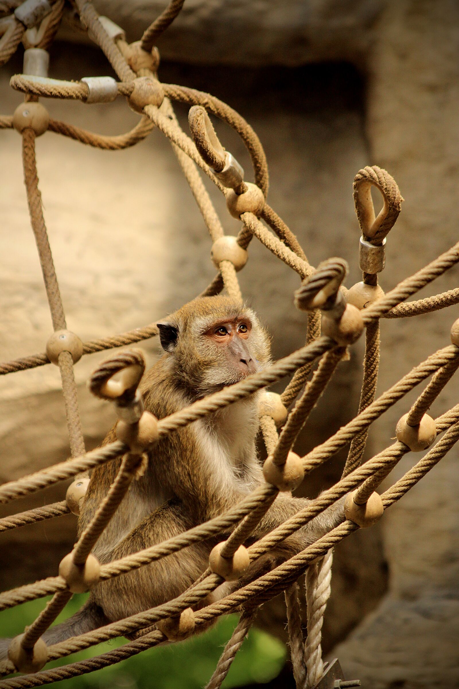 Canon EOS 600D (Rebel EOS T3i / EOS Kiss X5) sample photo. Monkey, net, macaque photography