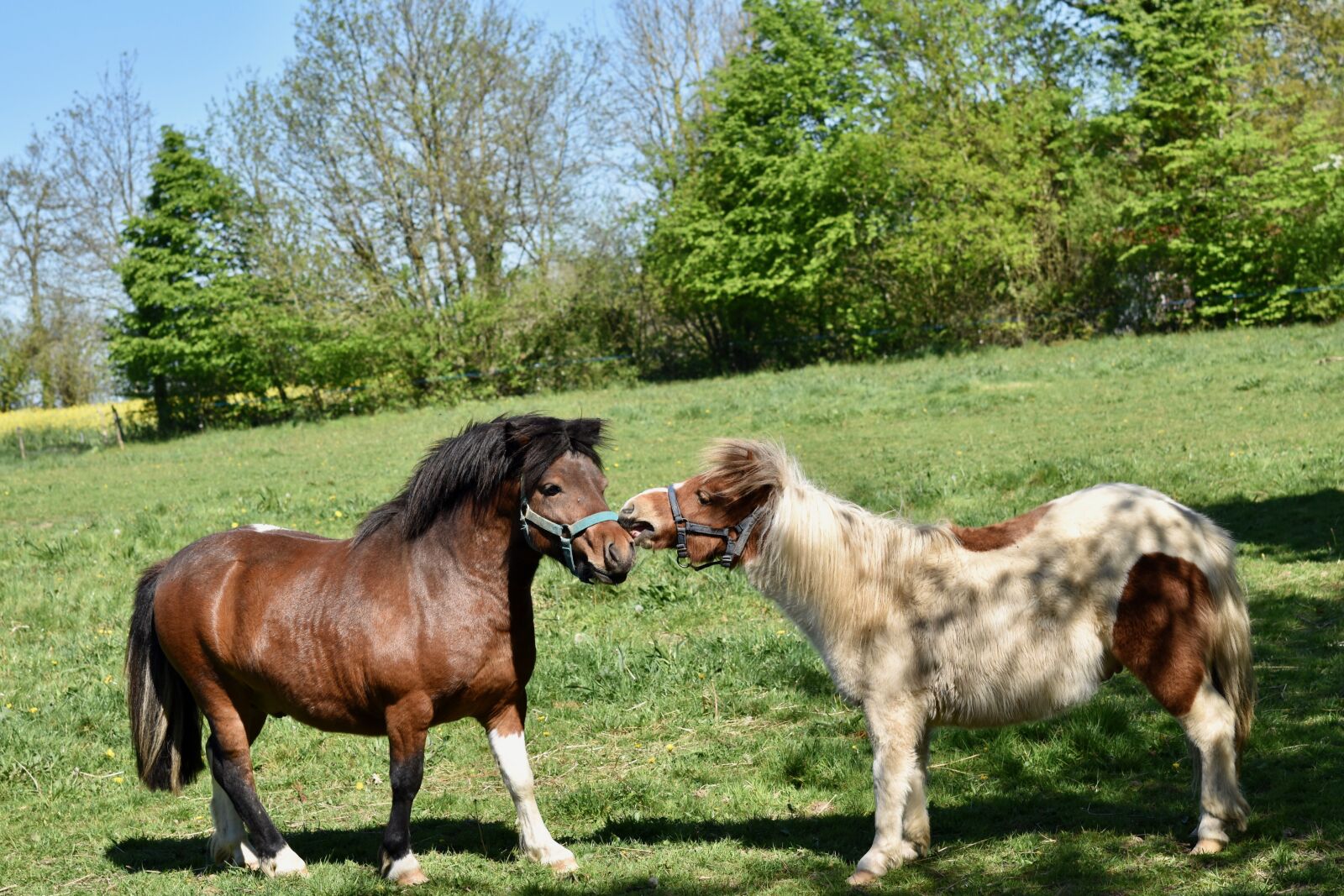 Nikon D5600 sample photo. Shetland ponies, pony, equines photography