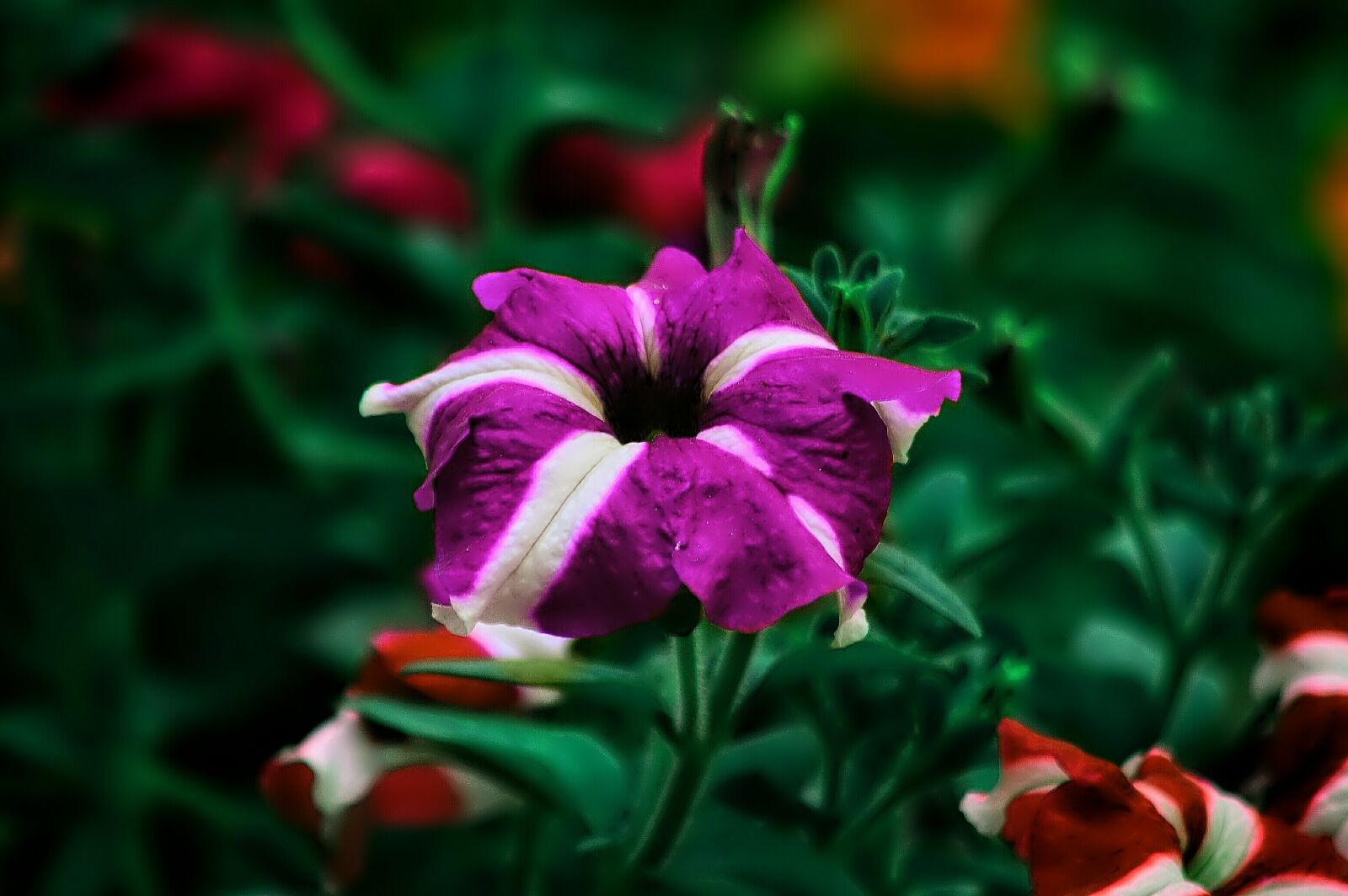 Nikon D5100 sample photo. Gilliflower, flowers, pink photography