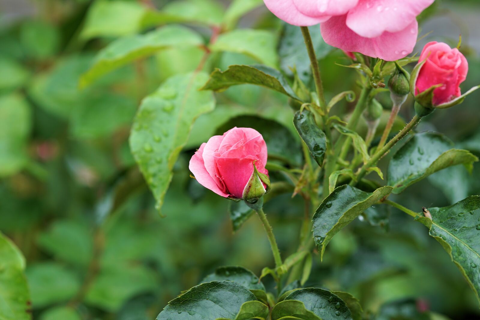 Sony a6000 + E 60mm F2.8 sample photo. Rose, flower, blossom photography