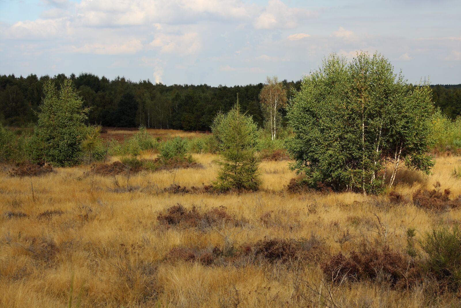Canon EOS 450D (EOS Rebel XSi / EOS Kiss X2) sample photo. Heide, heather, nature photography