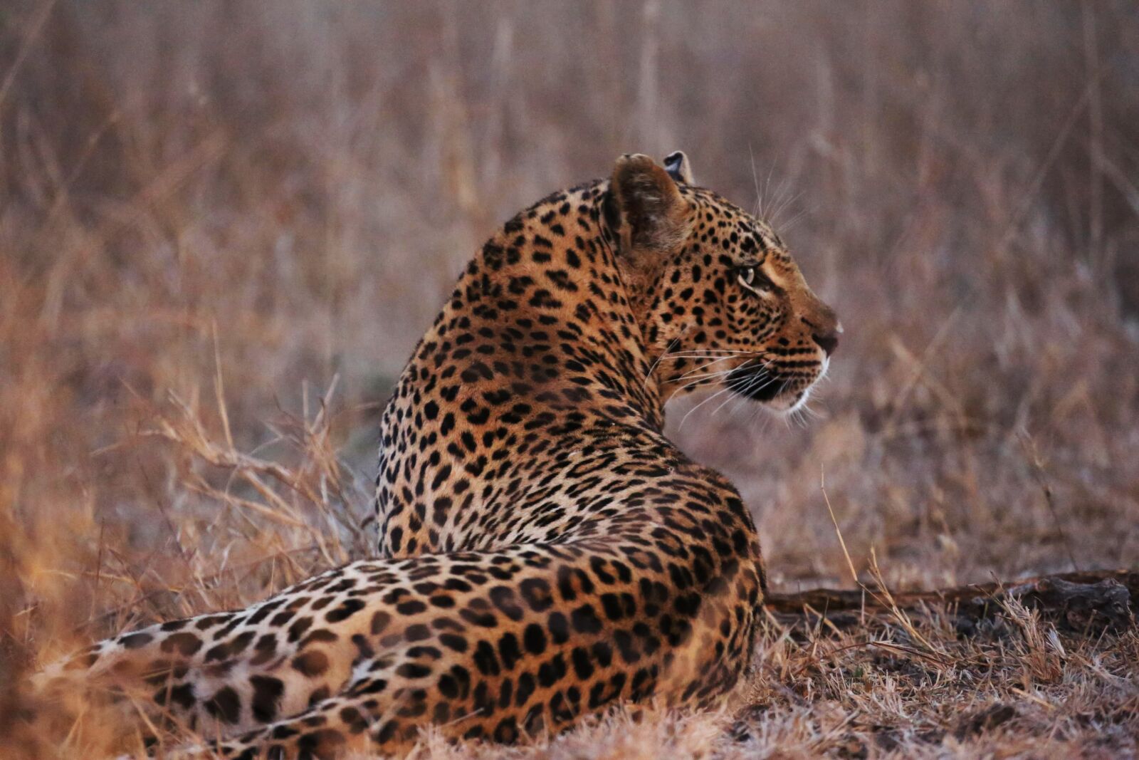 Canon EF 100-400mm F4.5-5.6L IS USM sample photo. Leopard, big cat, wild photography