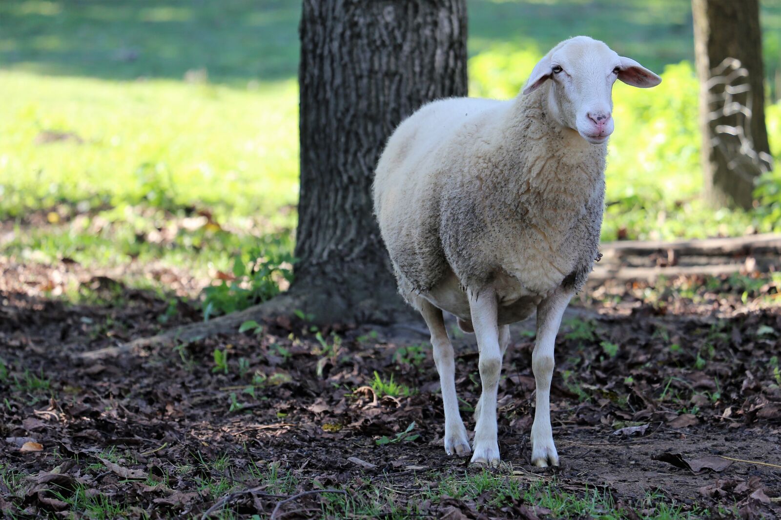 Canon EOS 6D sample photo. White sheep, animal, wool photography