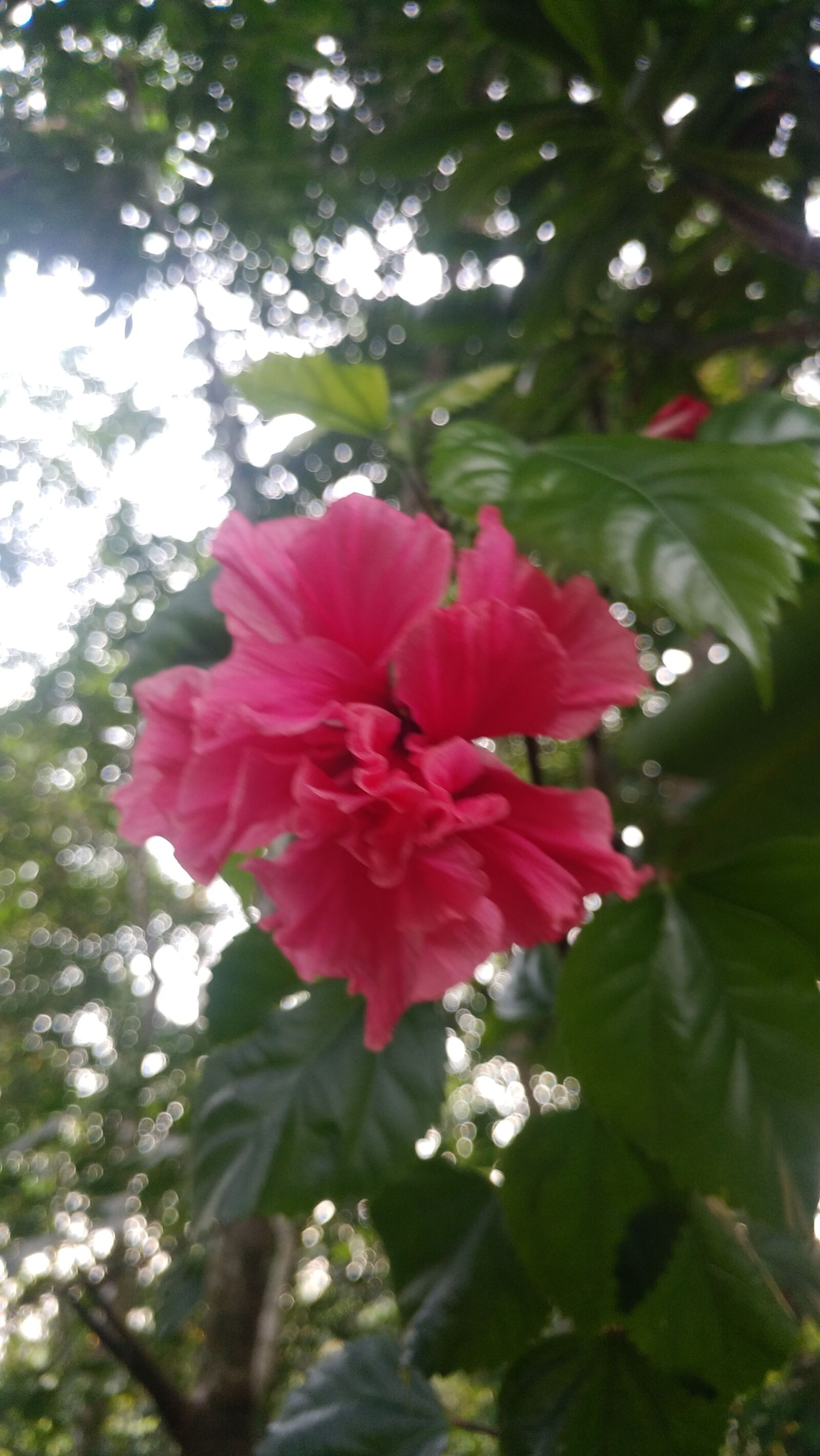 LG G5 SE sample photo. Flower, plant, beautiful photography