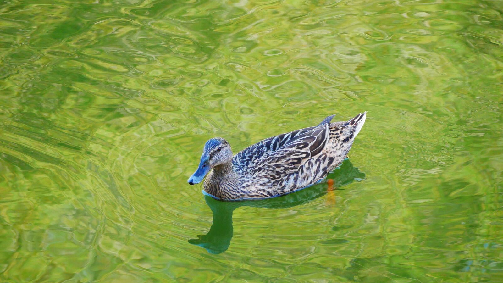 Panasonic Lumix DMC-GX85 (Lumix DMC-GX80 / Lumix DMC-GX7 Mark II) sample photo. Duck, pond, water photography