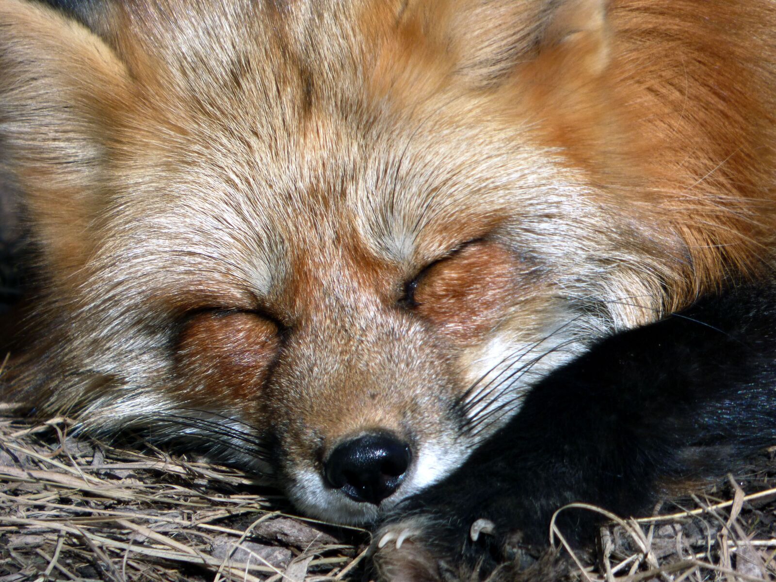 Panasonic DMC-FZ72 sample photo. Mammal, animal, fox photography