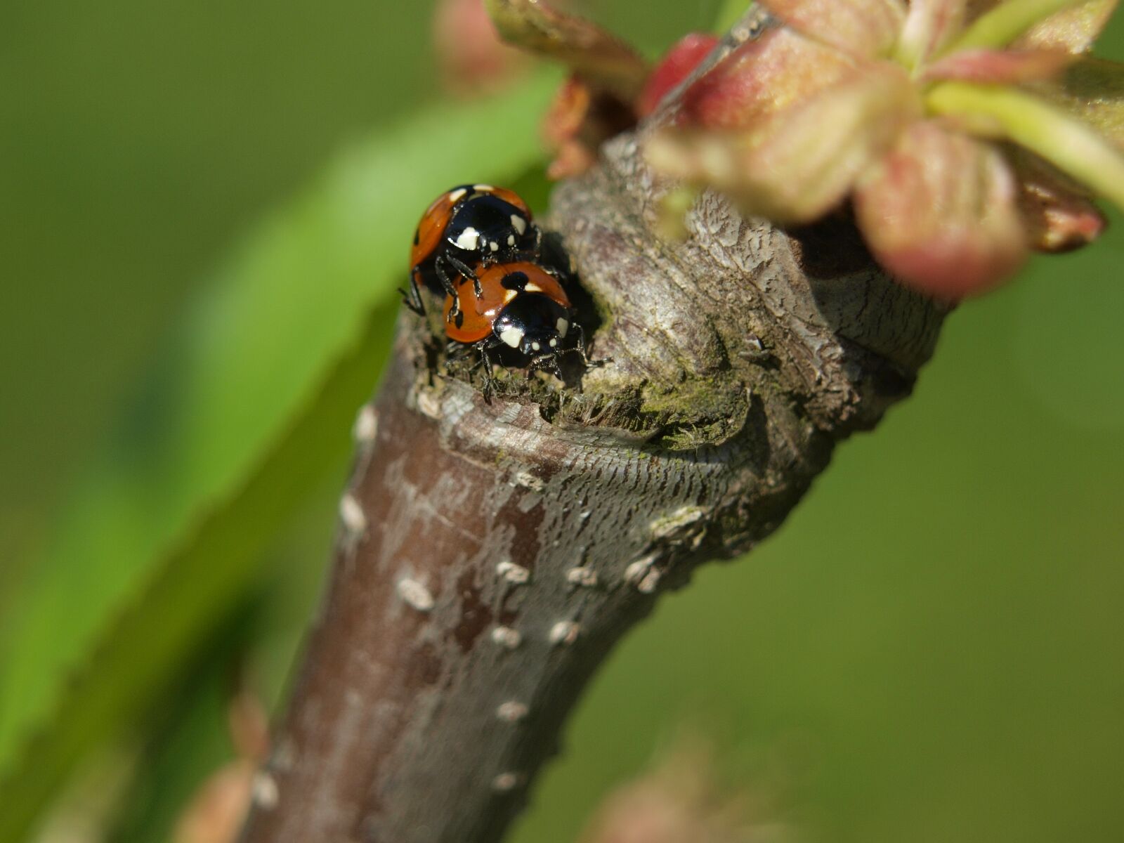 Olympus E-420 (EVOLT E-420) sample photo. Ladybug, pairing, close up photography