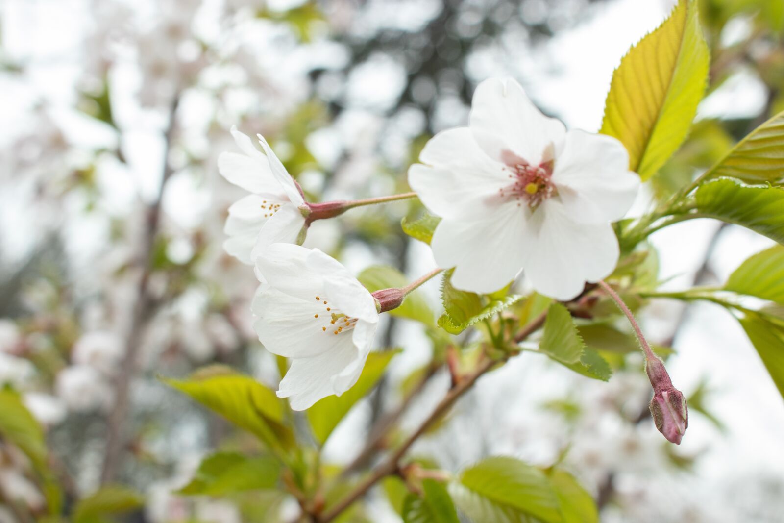 Canon EOS 80D sample photo. Flower, cherry blossom, plant photography