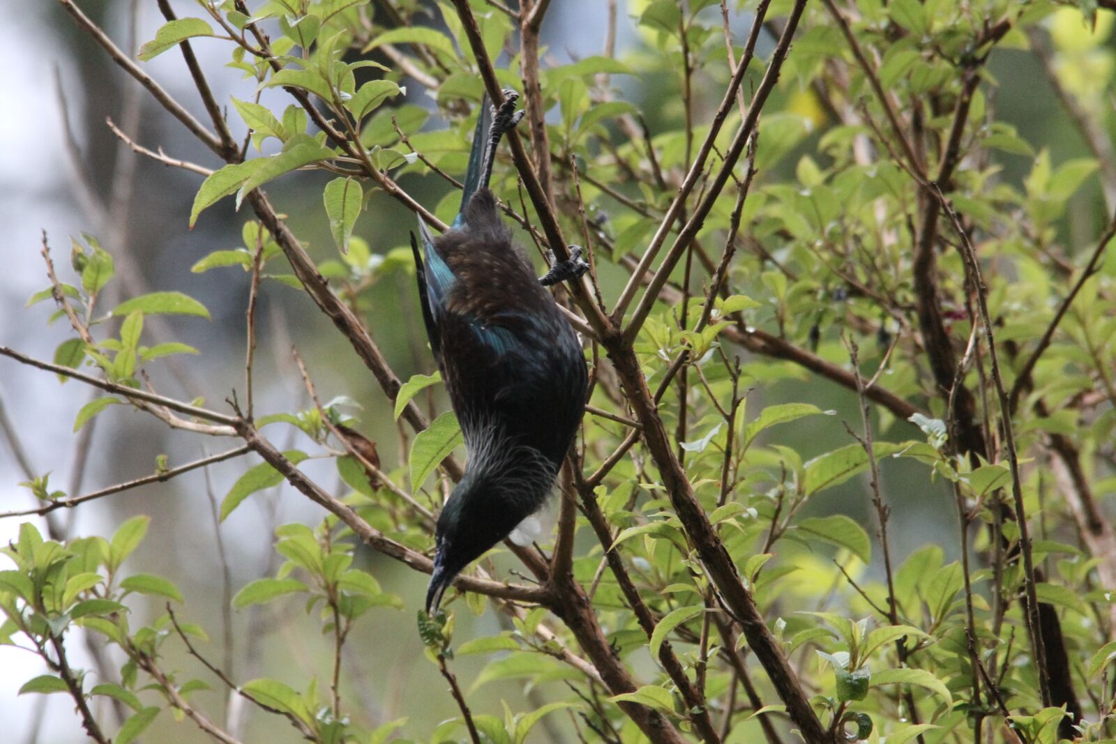 Canon EOS 60D sample photo. Tui, kowhai tree, nectar photography