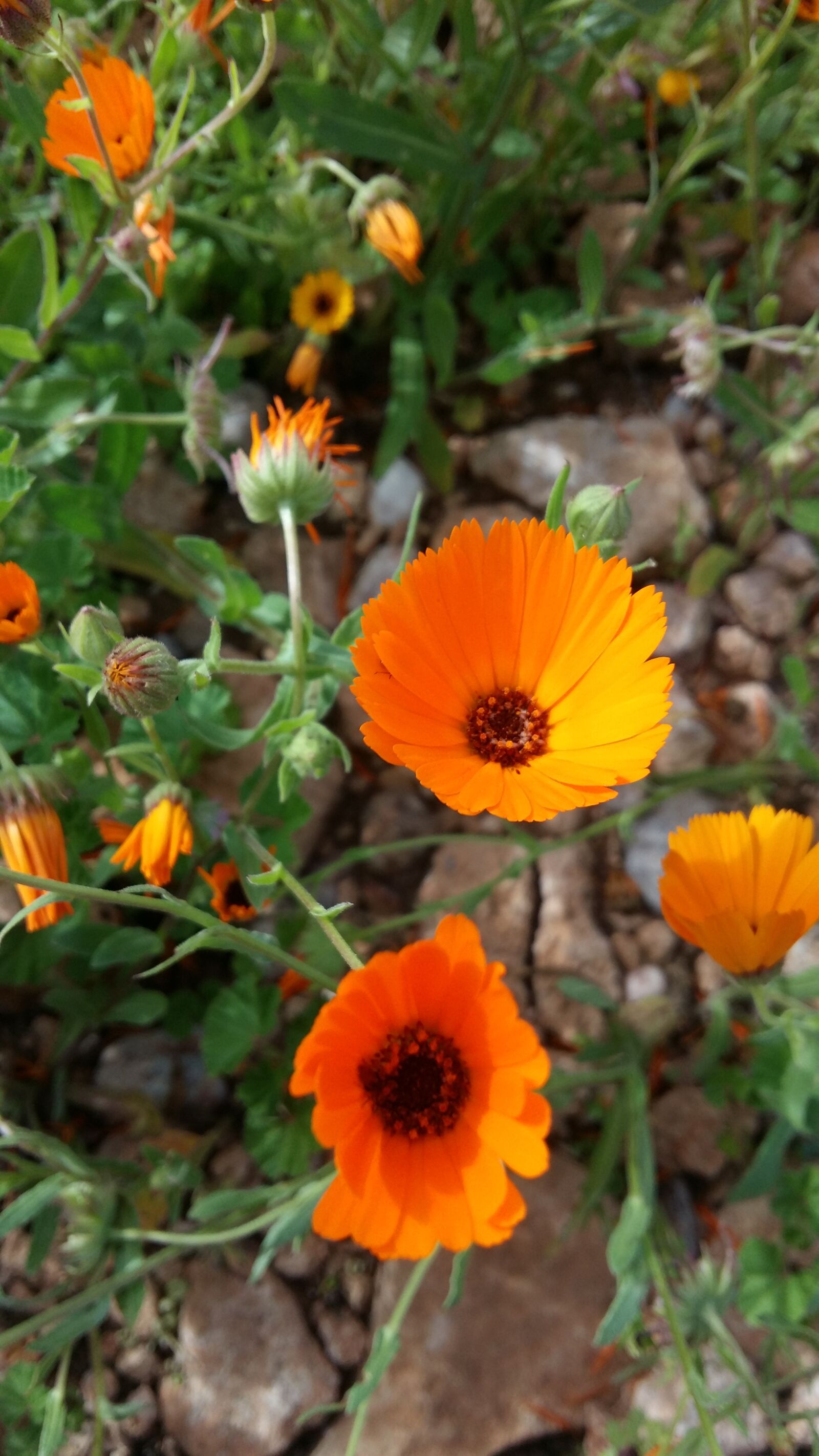 Samsung Galaxy A5 sample photo. Flower, orange roses, pretty photography