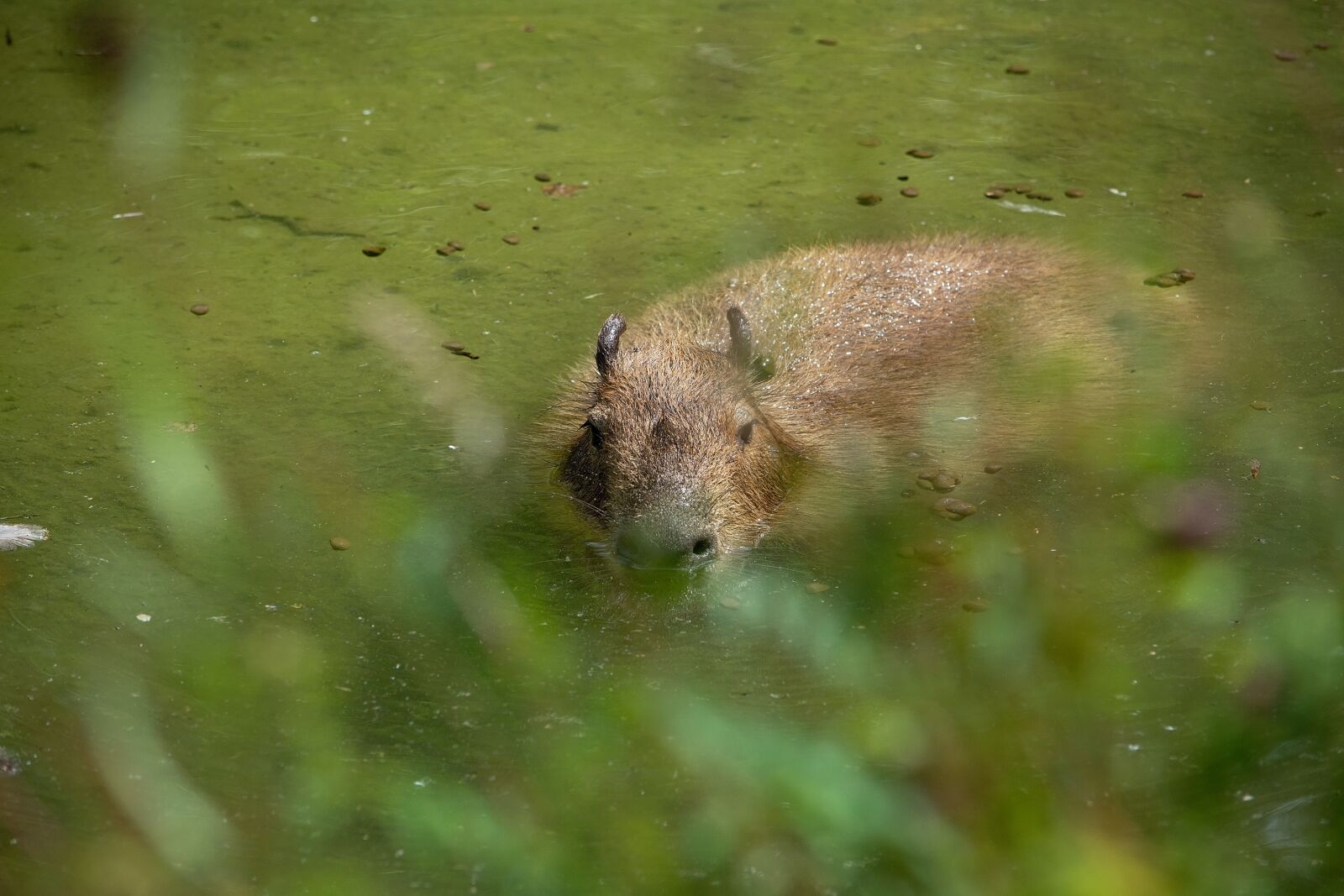 Nikon D7100 sample photo. Capybara, rodent, animal photography