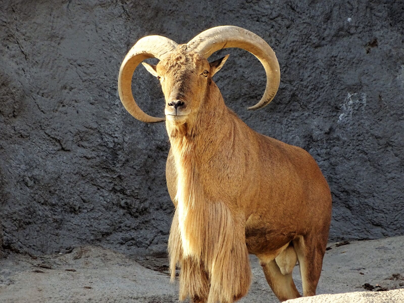 Sony Cyber-shot DSC-HX400V sample photo. Wild goat, goat, animal photography