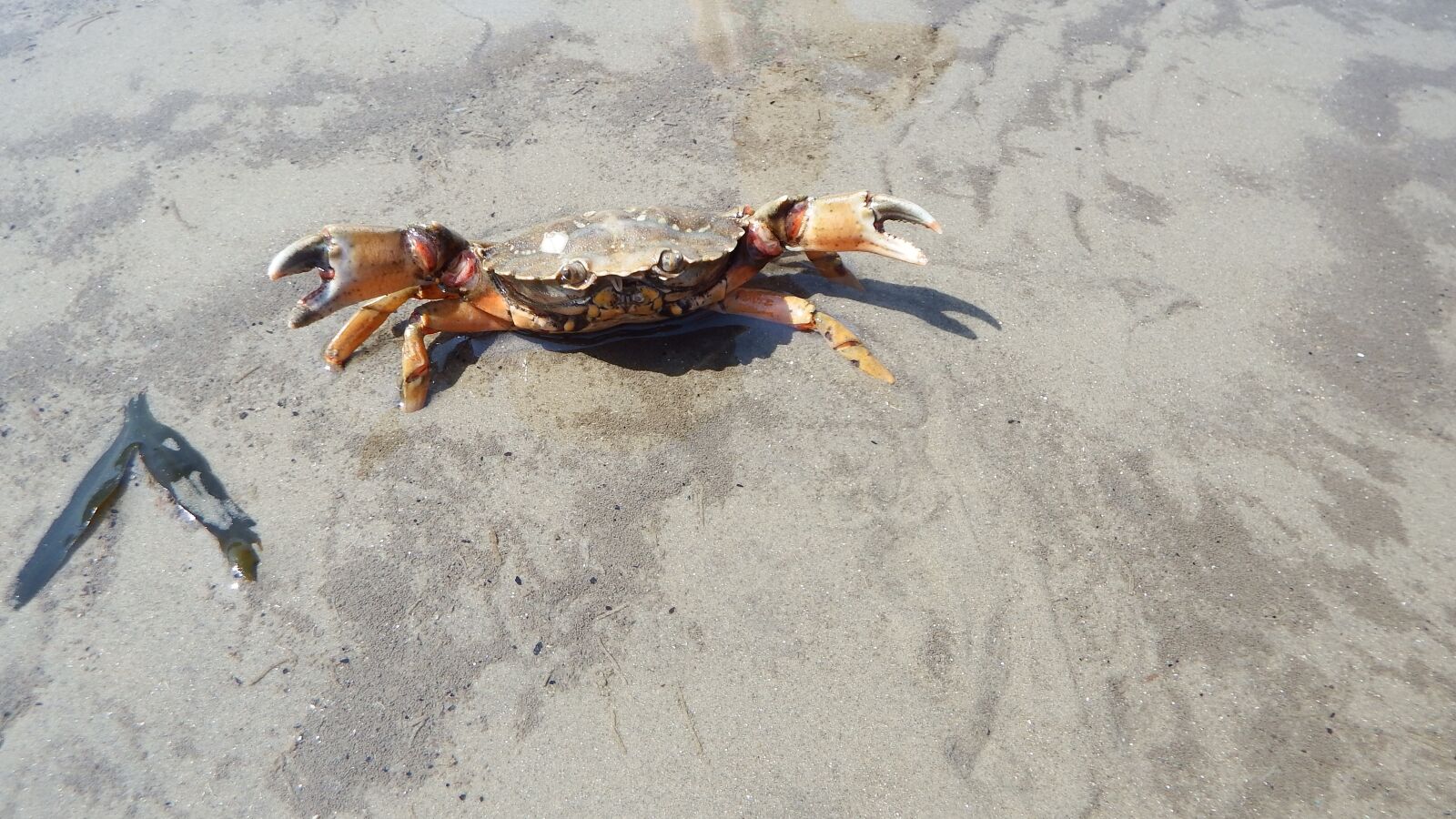 Fujifilm FinePix SL1000 sample photo. Crab, sand, wadden sea photography