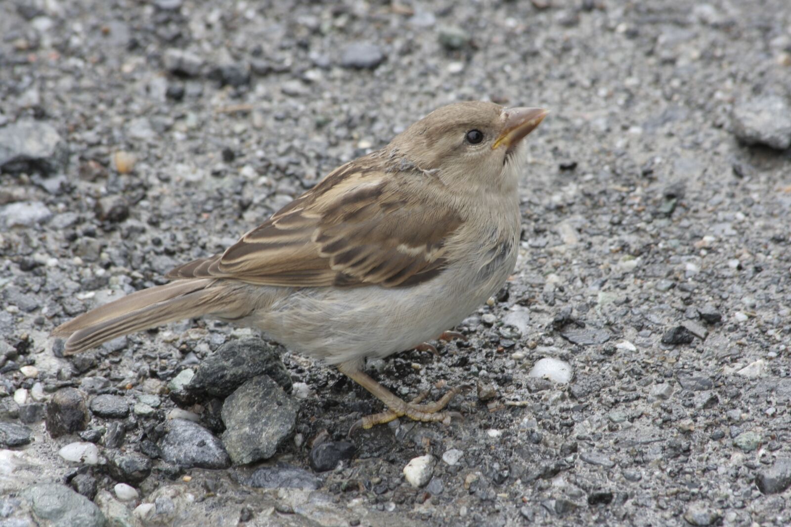 Canon EOS 350D (EOS Digital Rebel XT / EOS Kiss Digital N) sample photo. Alpenmus, birds, austria photography