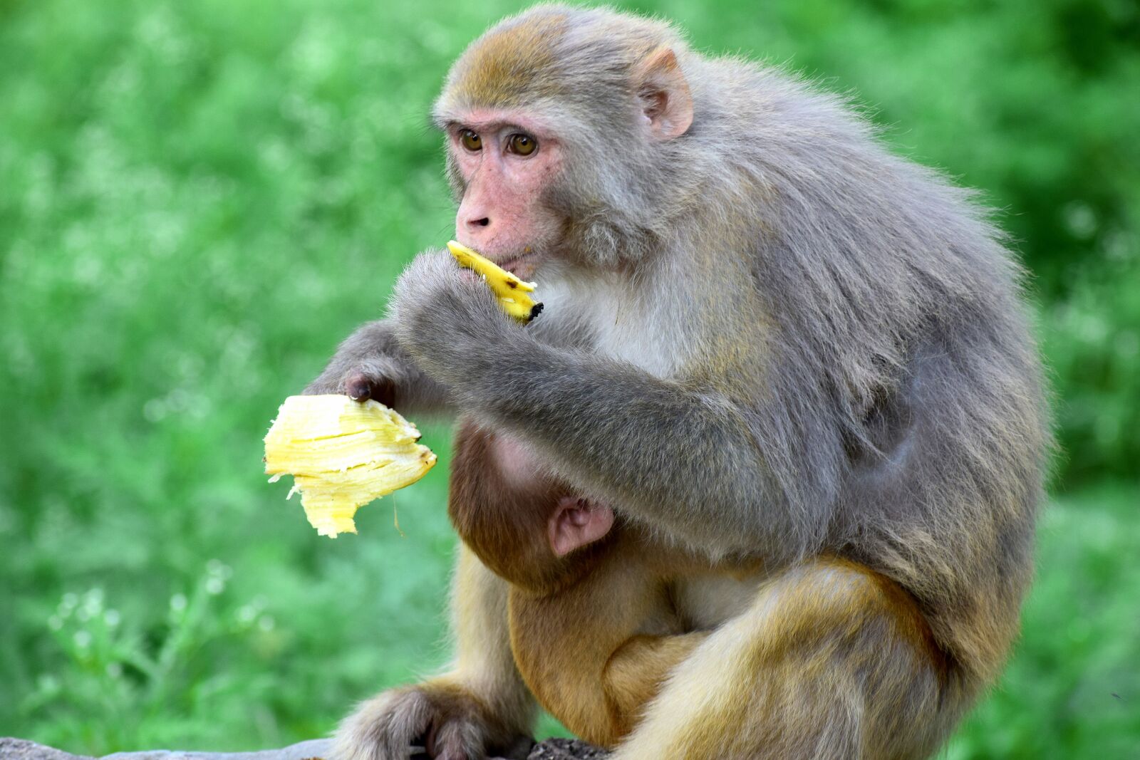Nikon D3300 sample photo. Animal, monkey, portrait photography