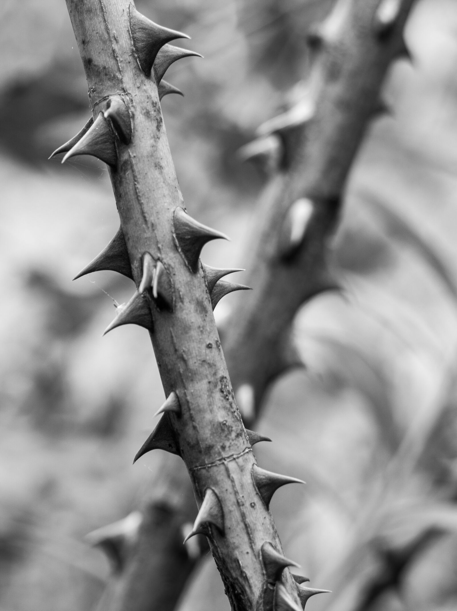 Canon EOS 700D (EOS Rebel T5i / EOS Kiss X7i) + Canon EF 50mm F1.8 STM sample photo. Spines, bush, spiny shrub photography