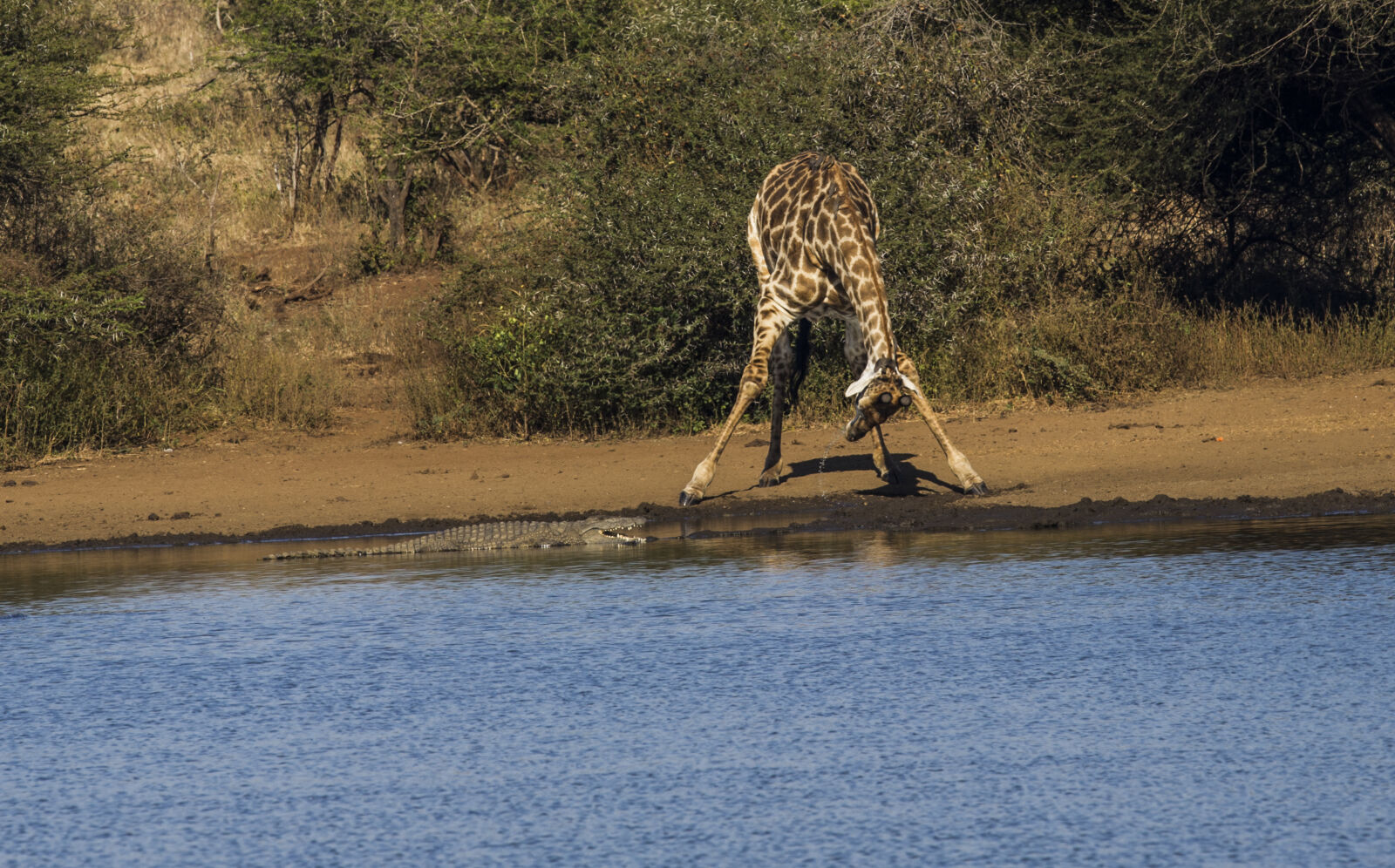 Nikon D3S sample photo. Drinking, animal, giraffe, thirsty photography
