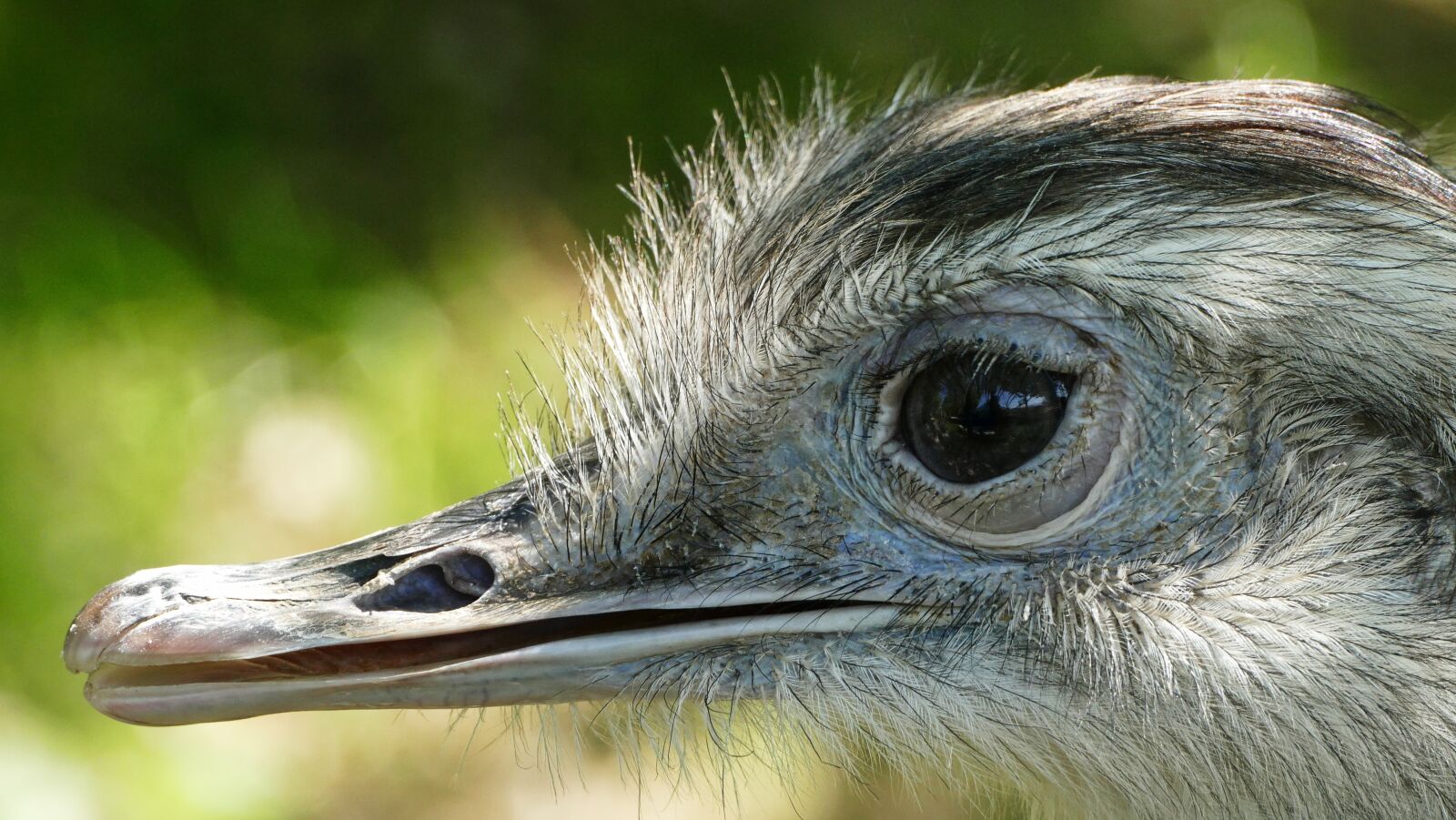 Panasonic Lumix DMC-FZ1000 sample photo. Rhea bird, zoo, flightless photography