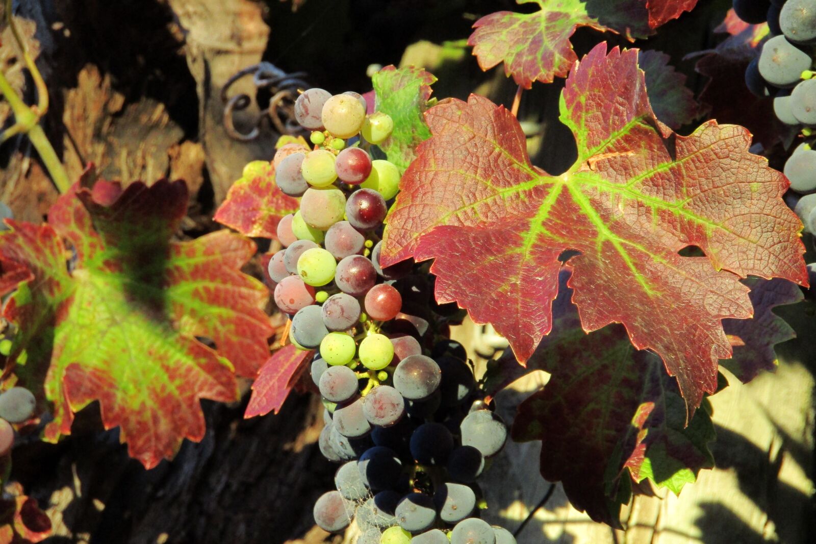 Canon PowerShot SX410 IS sample photo. Grapes, vineyard, wine photography