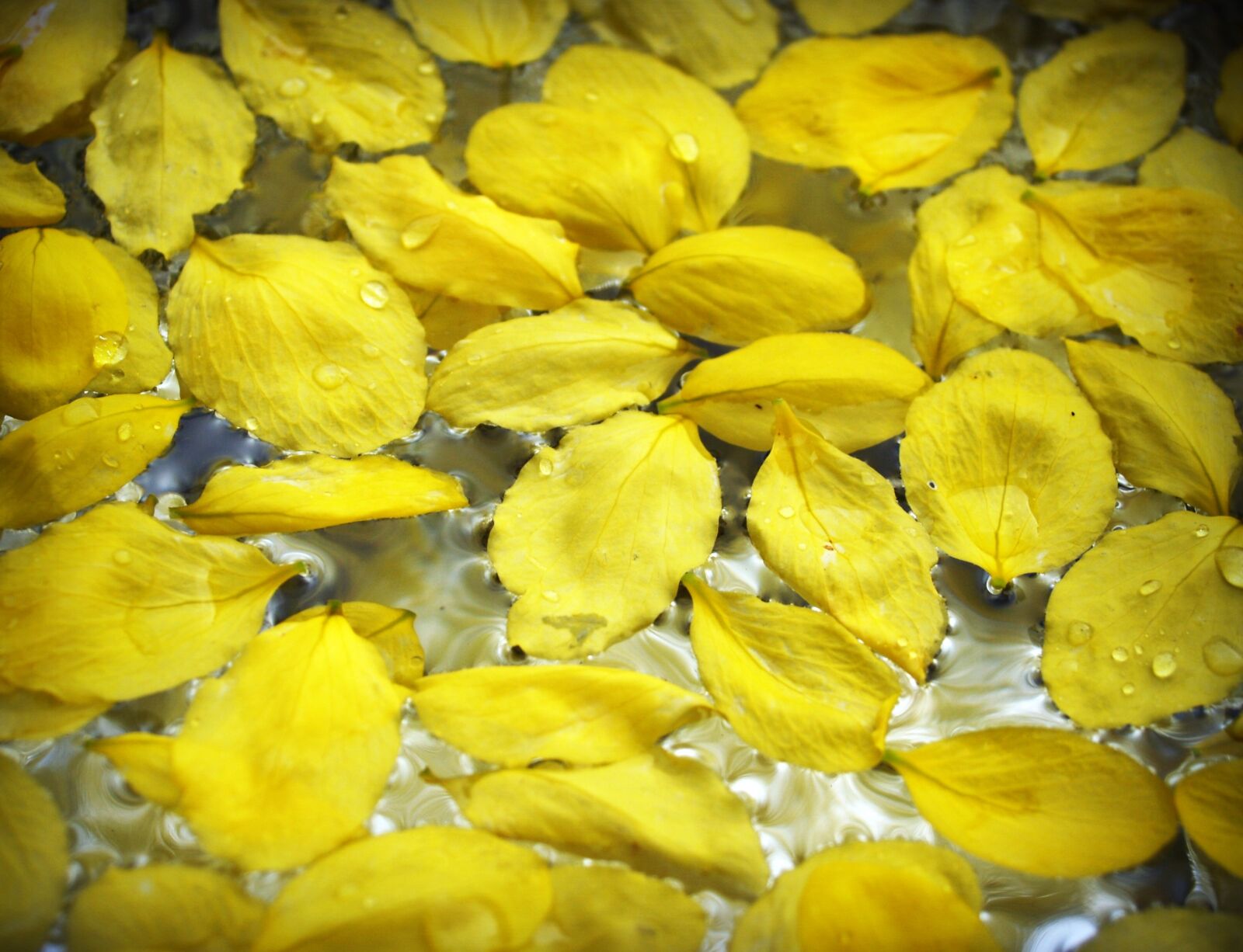 Olympus E-300 (EVOLT E-300) sample photo. Cassia, shower, golden photography