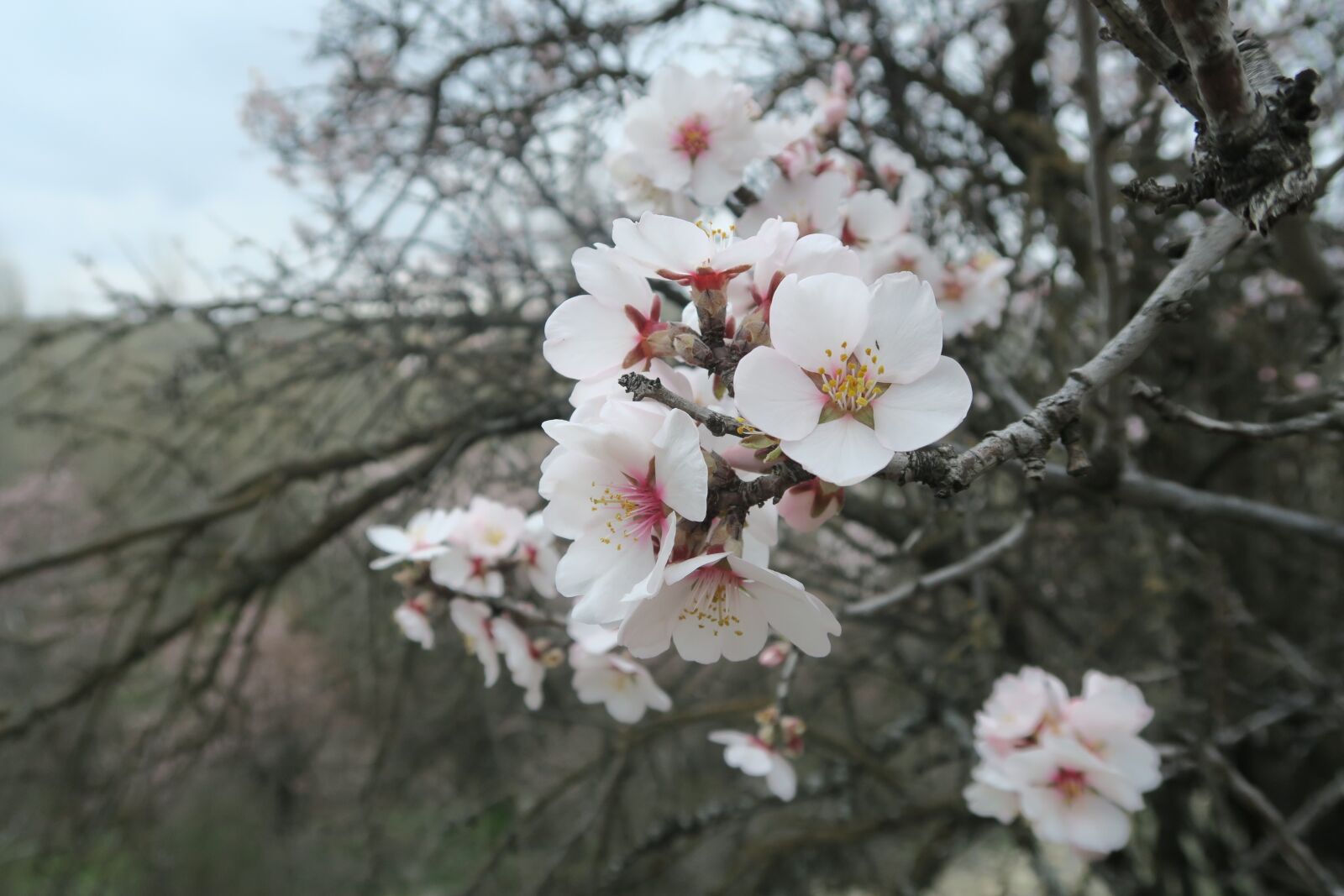 Canon PowerShot G7 X sample photo. Almond, tree, flower photography