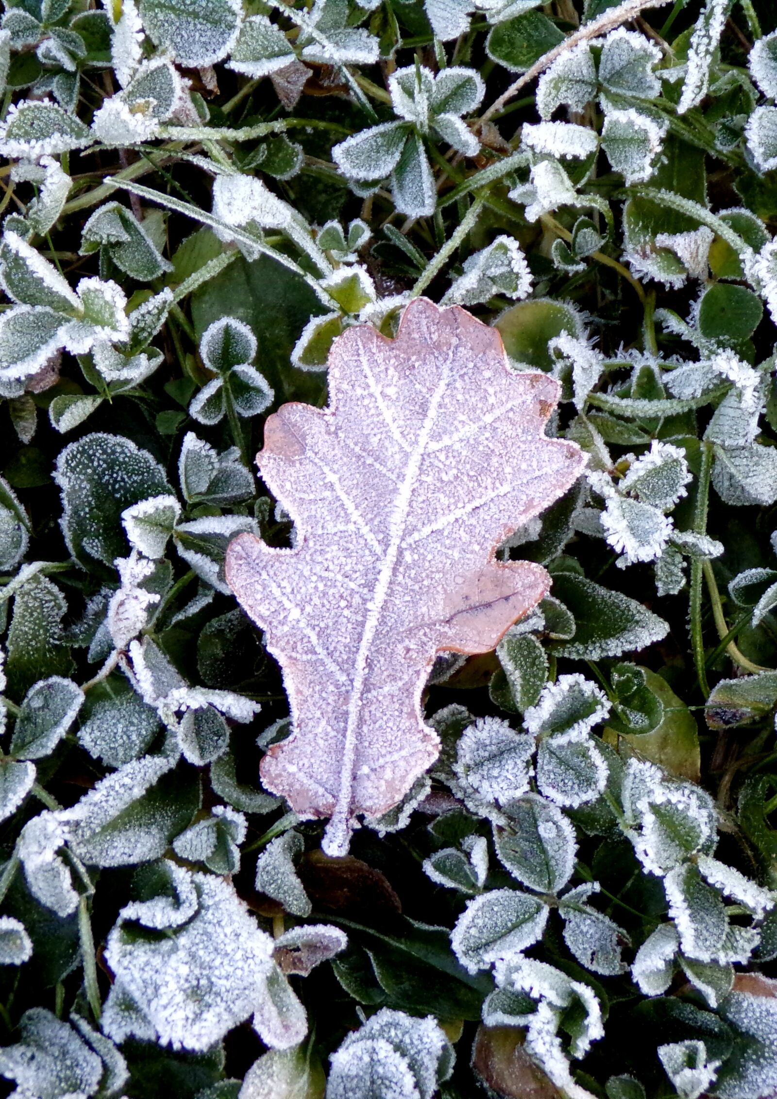 JK KODAK PIXPRO AZ421 sample photo. Fall, snow, ice photography