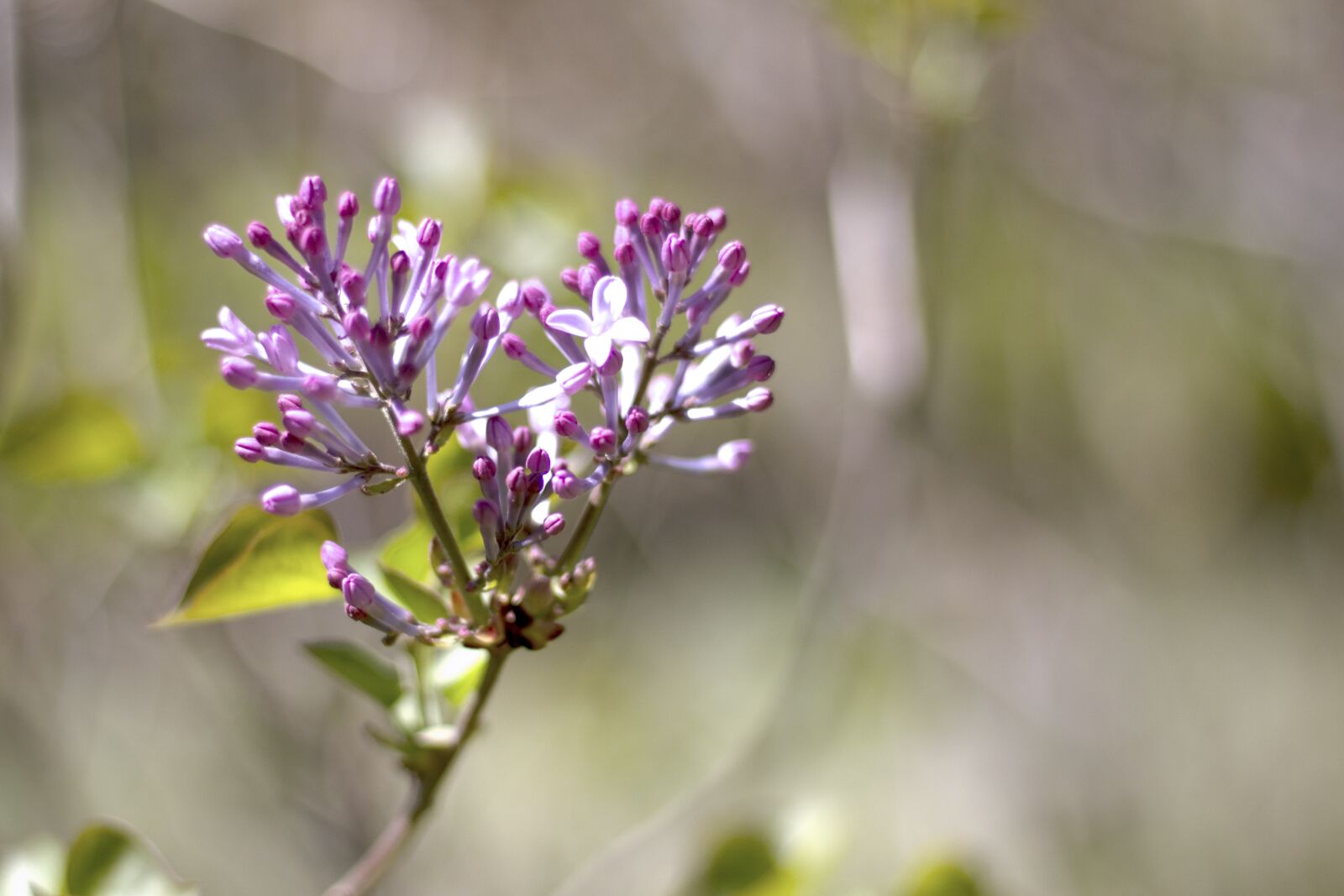Canon EOS 600D (Rebel EOS T3i / EOS Kiss X5) + Canon EF 50mm F1.8 STM sample photo. Clove, lilac, flower photography