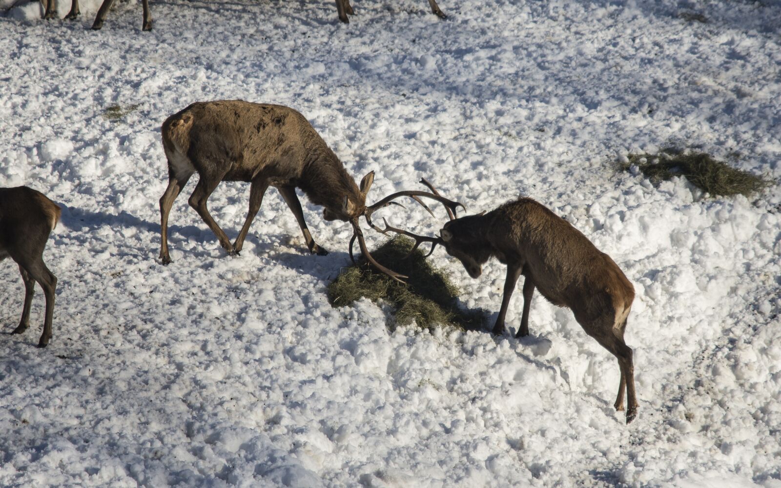 Nikon D7200 sample photo. Snow, winter, cold photography