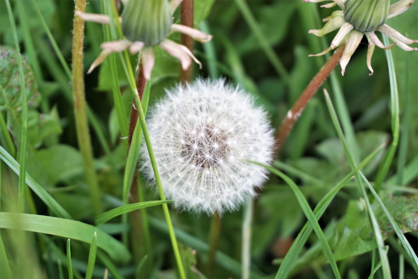Sony a6000 sample photo. Grass, summer, green photography