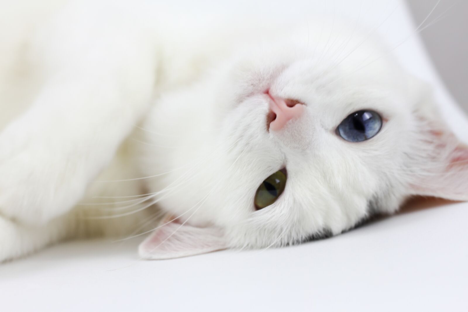 Canon EOS 7D + Canon EF 50mm F1.8 II sample photo. Cat, white cat, lay photography