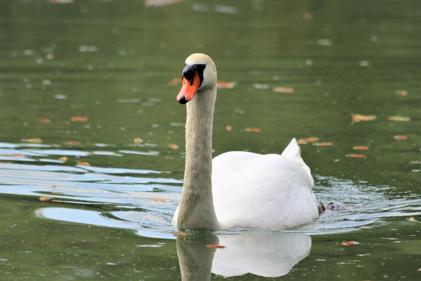 Canon EOS 200D (EOS Rebel SL2 / EOS Kiss X9) sample photo. White swan, swimming, elegant photography