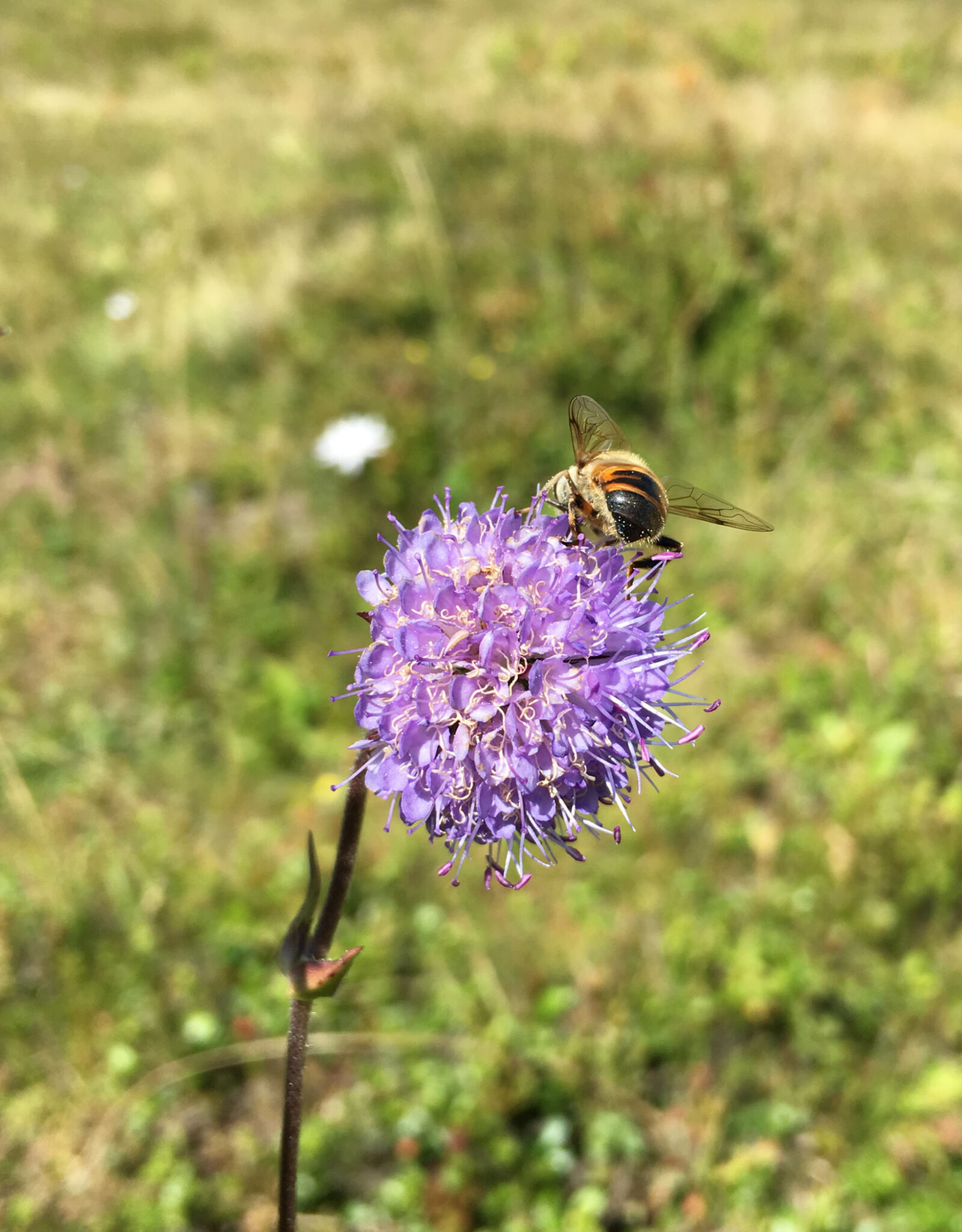 Apple iPhone 6s sample photo. Beautiful, flower, bee, bee photography