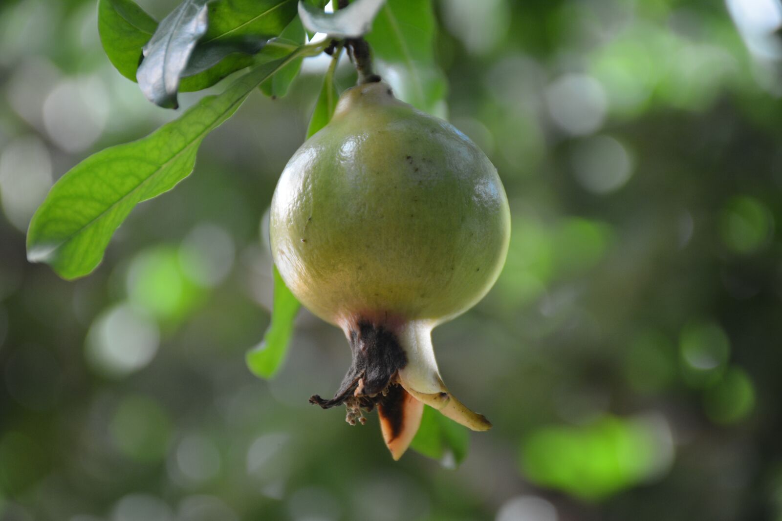 Nikon D7100 sample photo. Nature, leaf, outdoors photography