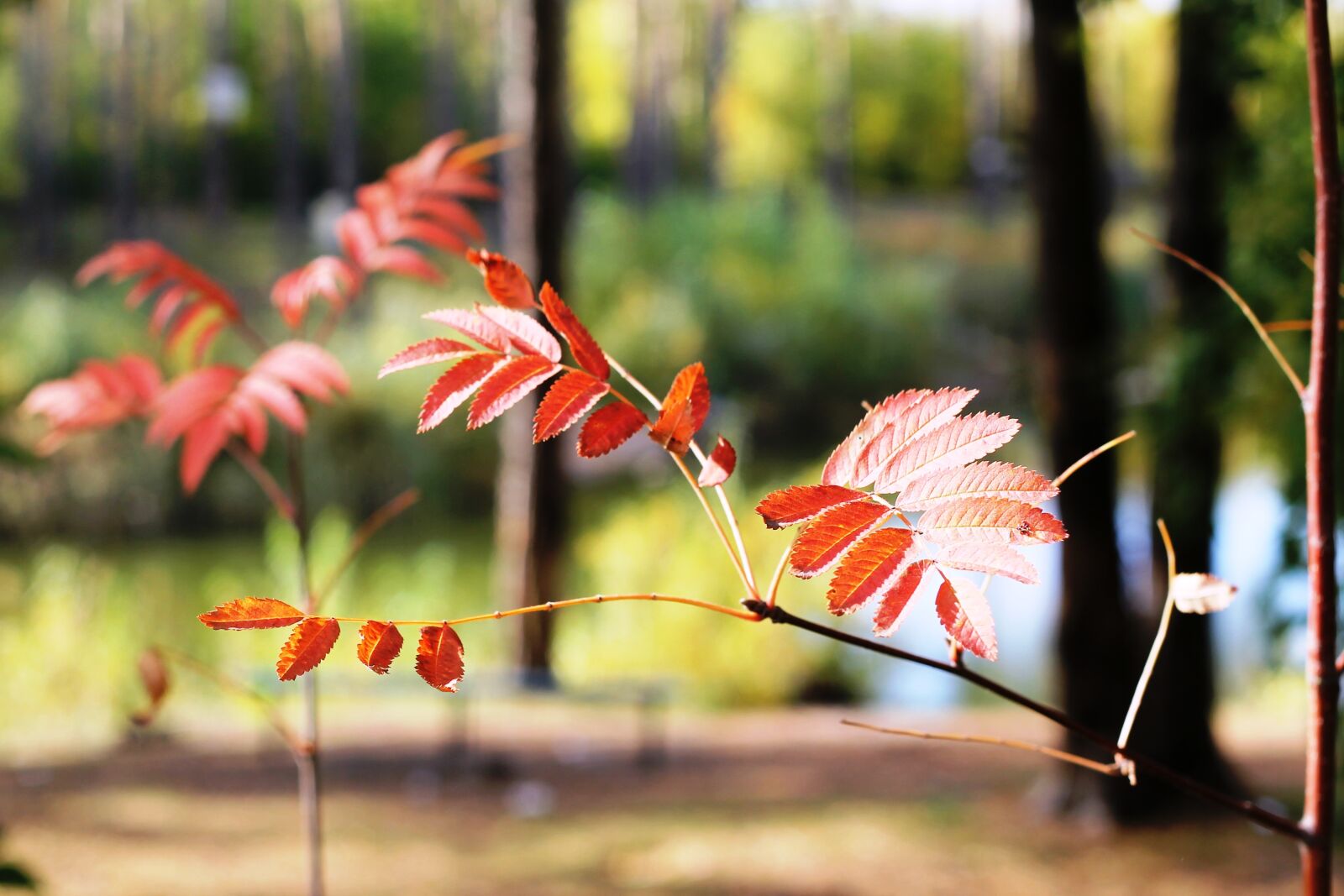 Canon EOS 1100D (EOS Rebel T3 / EOS Kiss X50) + Canon EF 50mm F1.8 II sample photo. Autumn, forest, rowan photography