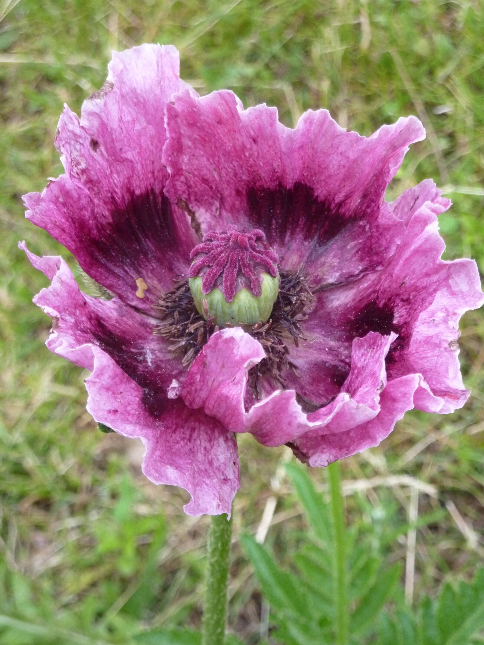 Panasonic DMC-TZ7 sample photo. Poppy, flower, pink photography