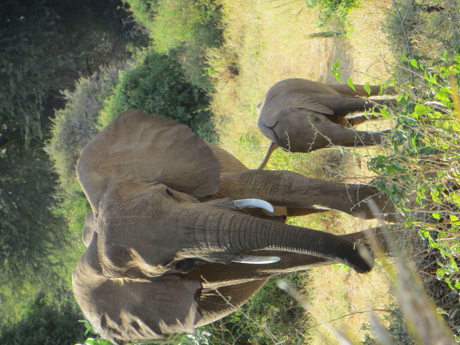 Canon PowerShot SX260 HS sample photo. Africa, baby, elephant, kenya photography