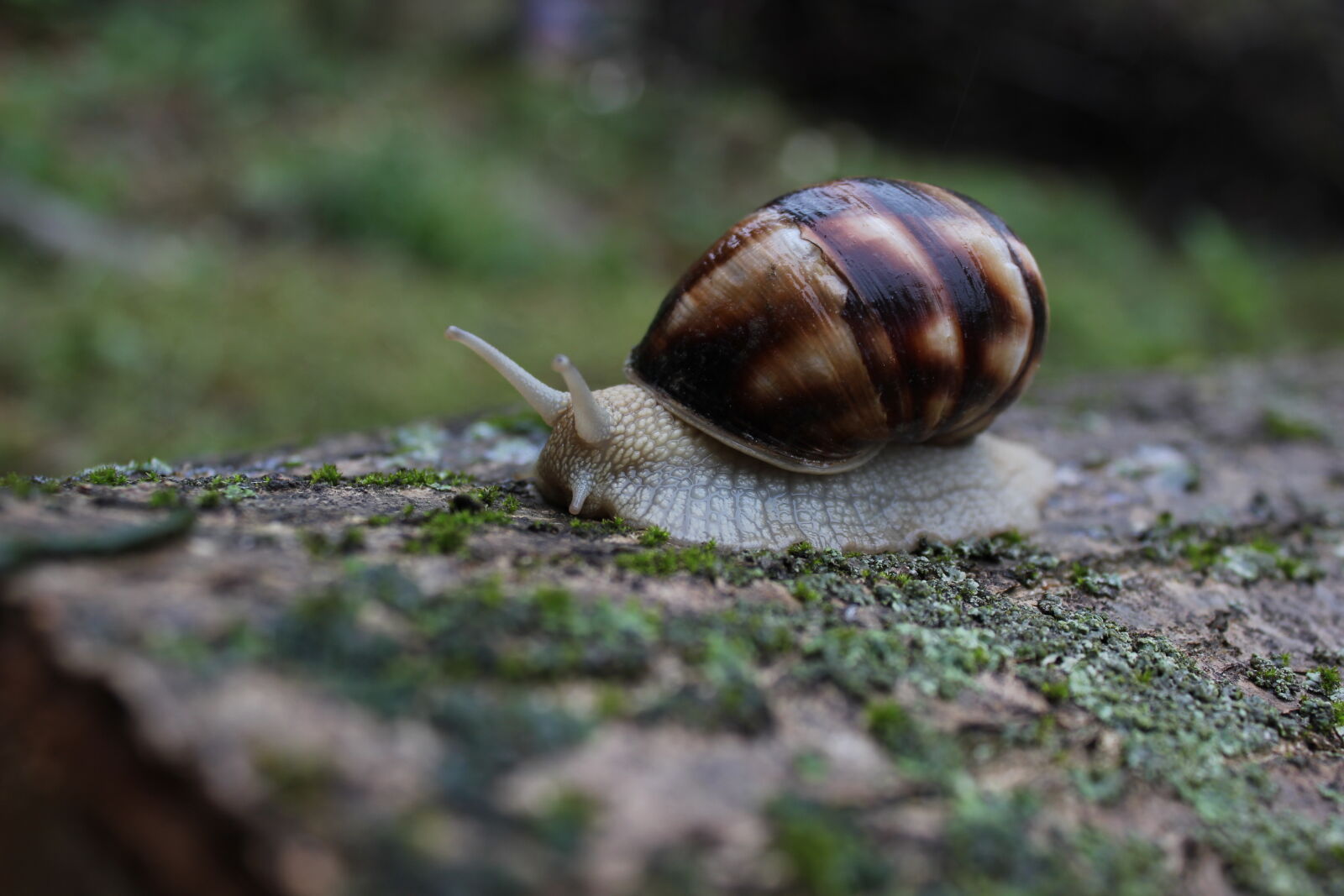Canon EOS 550D (EOS Rebel T2i / EOS Kiss X4) sample photo. Animal, close, up, crawling photography