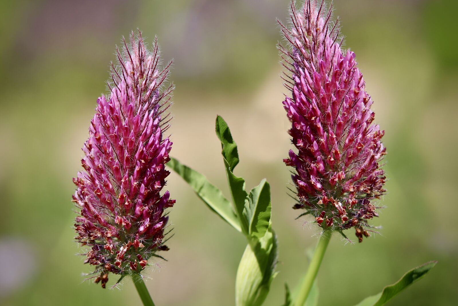 Canon EF 100mm F2.8L Macro IS USM sample photo. Blood clover, incarnate clover photography