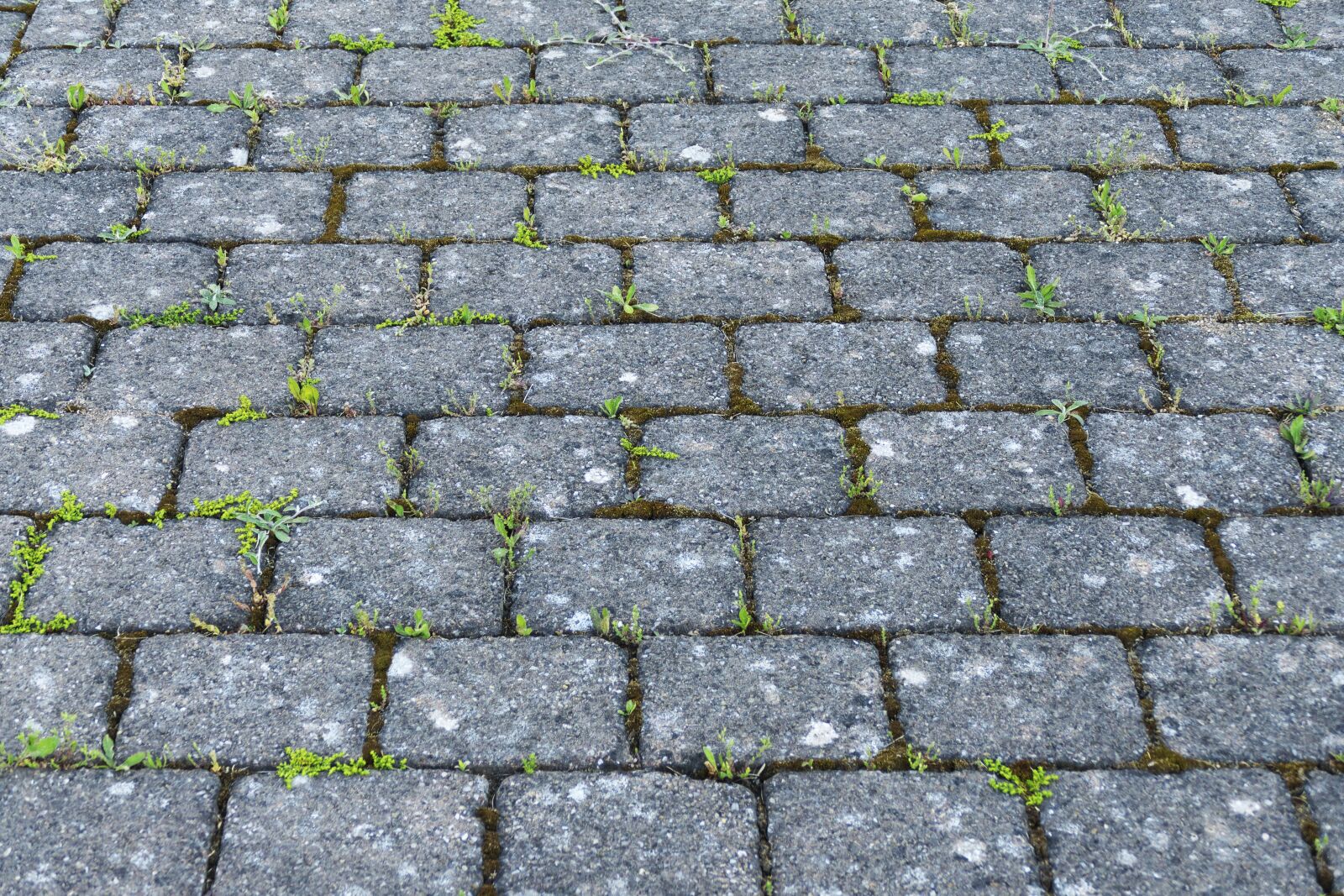 Panasonic Lumix DMC-FZ1000 sample photo. Patch, flooring, paving stones photography