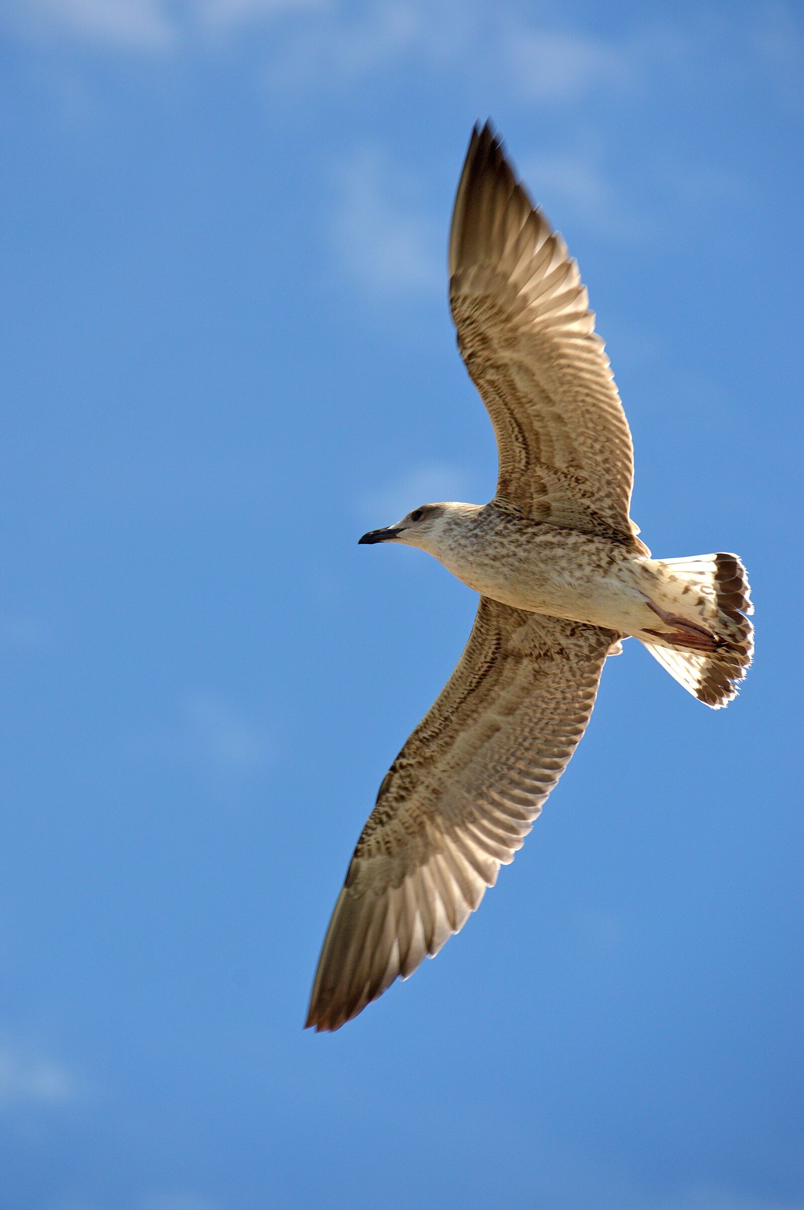 Nikon D3200 sample photo. Seagull, bird, sea bird photography